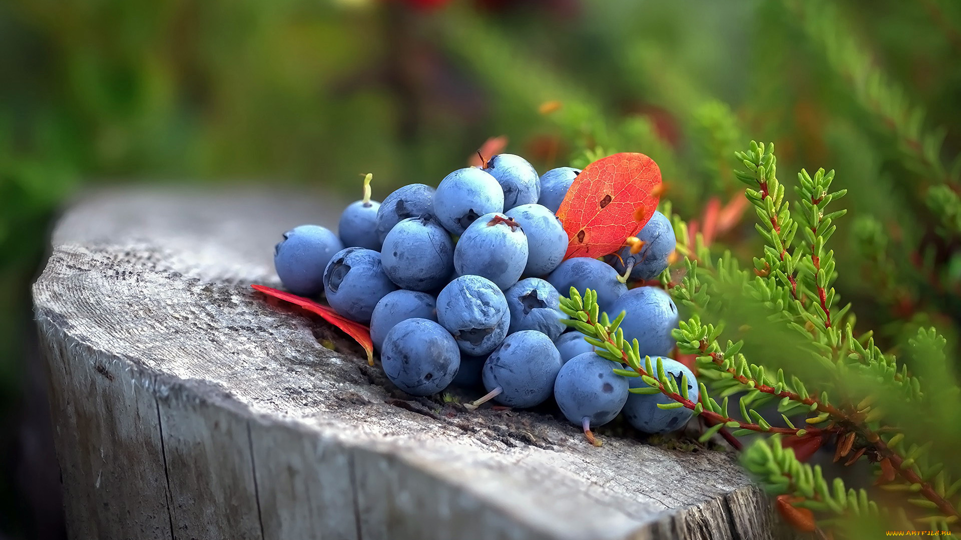 еда, голубика, , черника