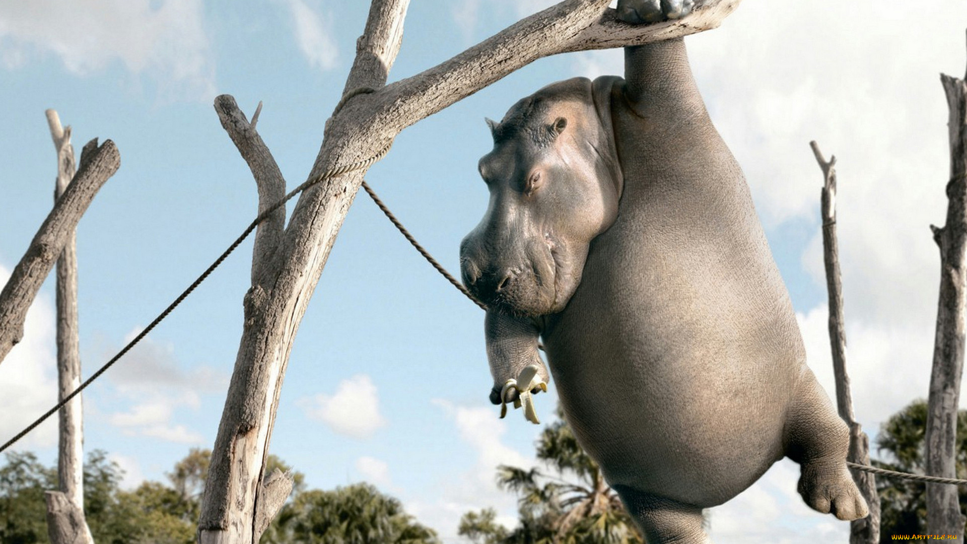 юмор, и, приколы, бегемот, банан, деревья, веревка