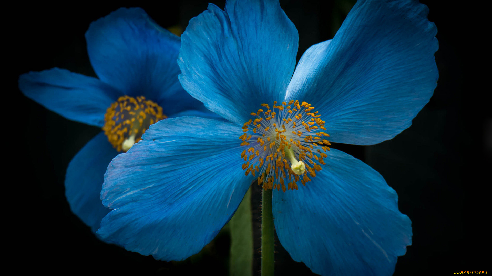 цветы, маки, макро