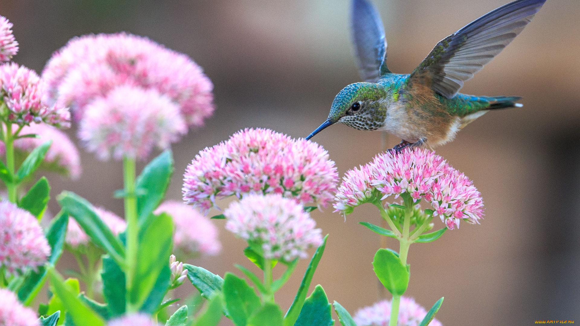 колибри, животные, самая, маленькая, птица, в, мире, да, само, название, птицы, очень, красивое, королева, нектара
