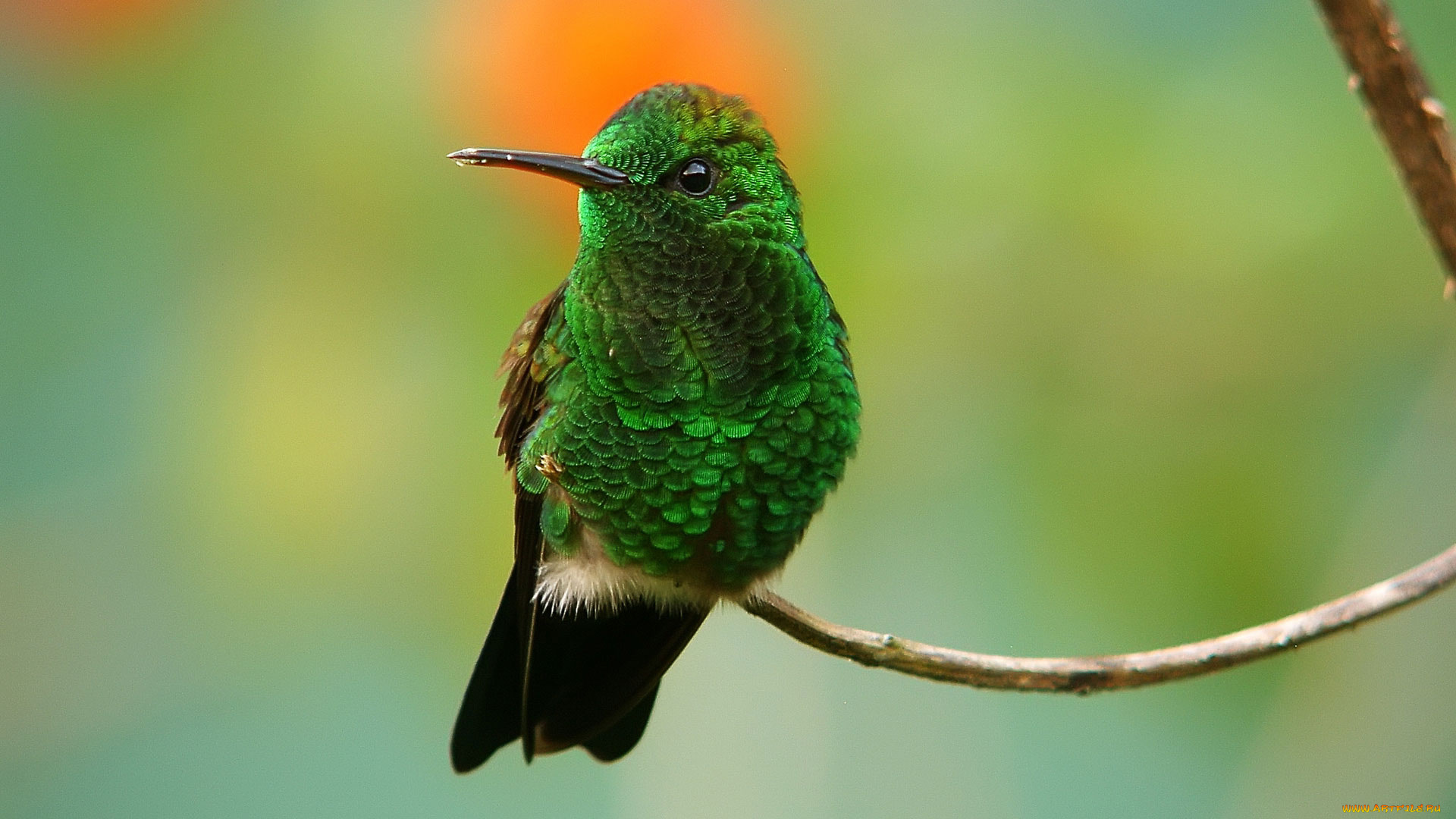 колибри, животные, самая, маленькая, птица, в, мире, да, само, название, птицы, очень, красивое, королева, нектара