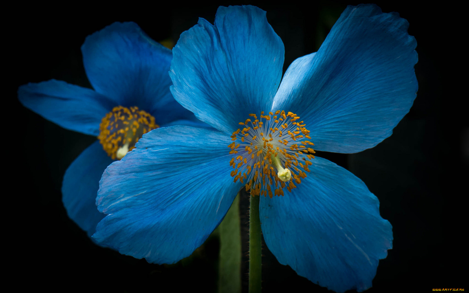 цветы, маки, макро