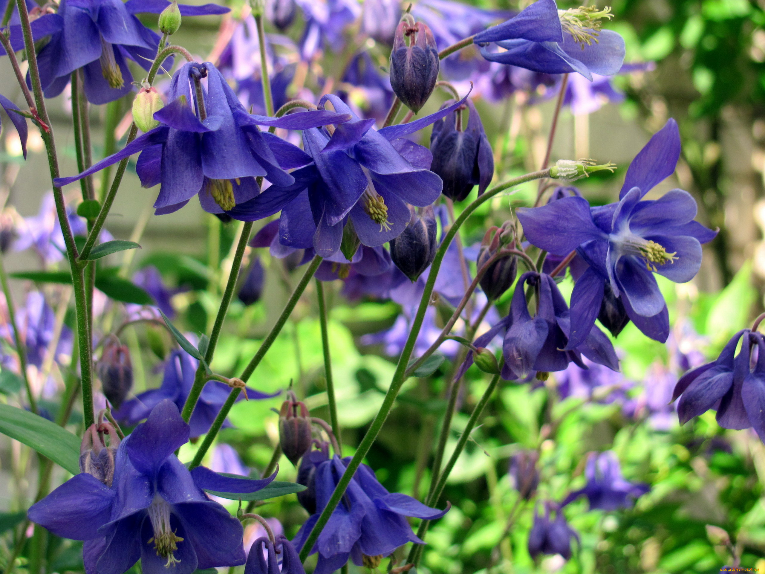 цветы, аквилегия, , водосбор, синяя, аквилегия