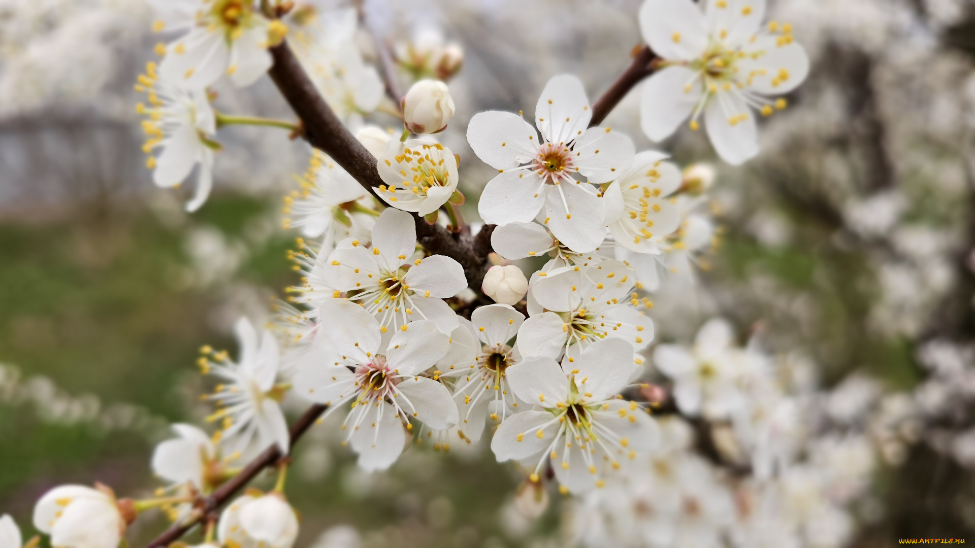 цветы, цветущие, деревья, , , кустарники, весна, 2024