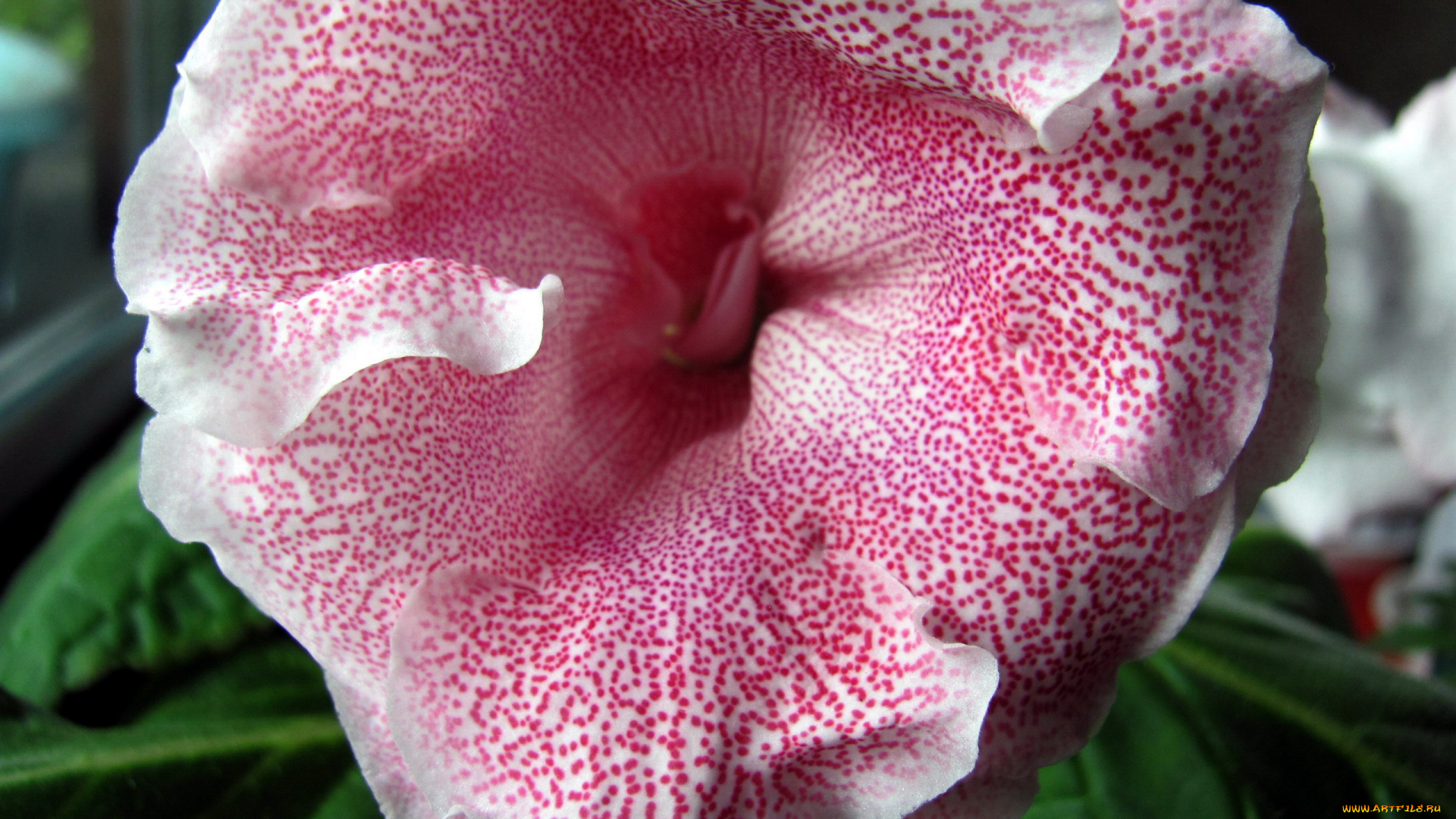 цветы, глоксиния, , синнингия, синингия, макро