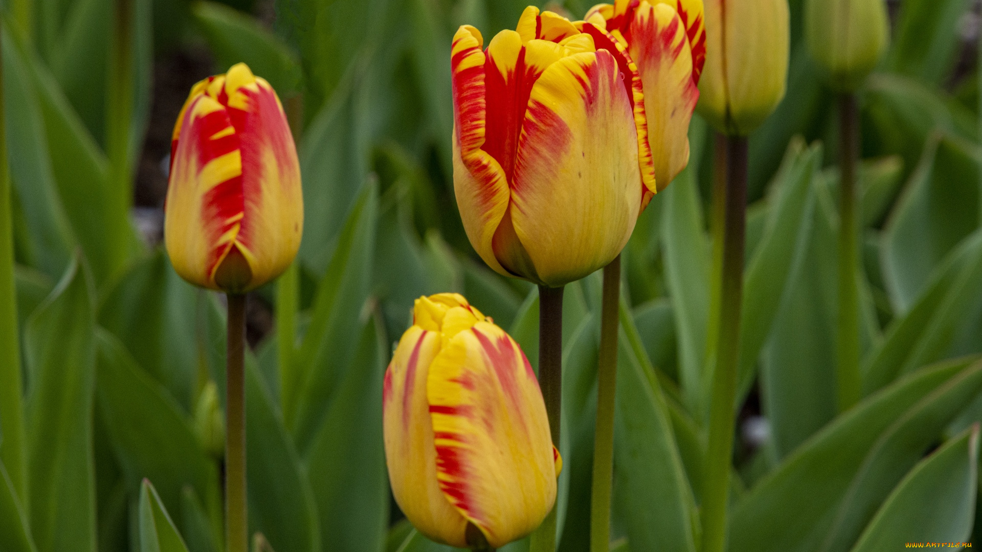 цветы, тюльпаны, пестрые, бутоны