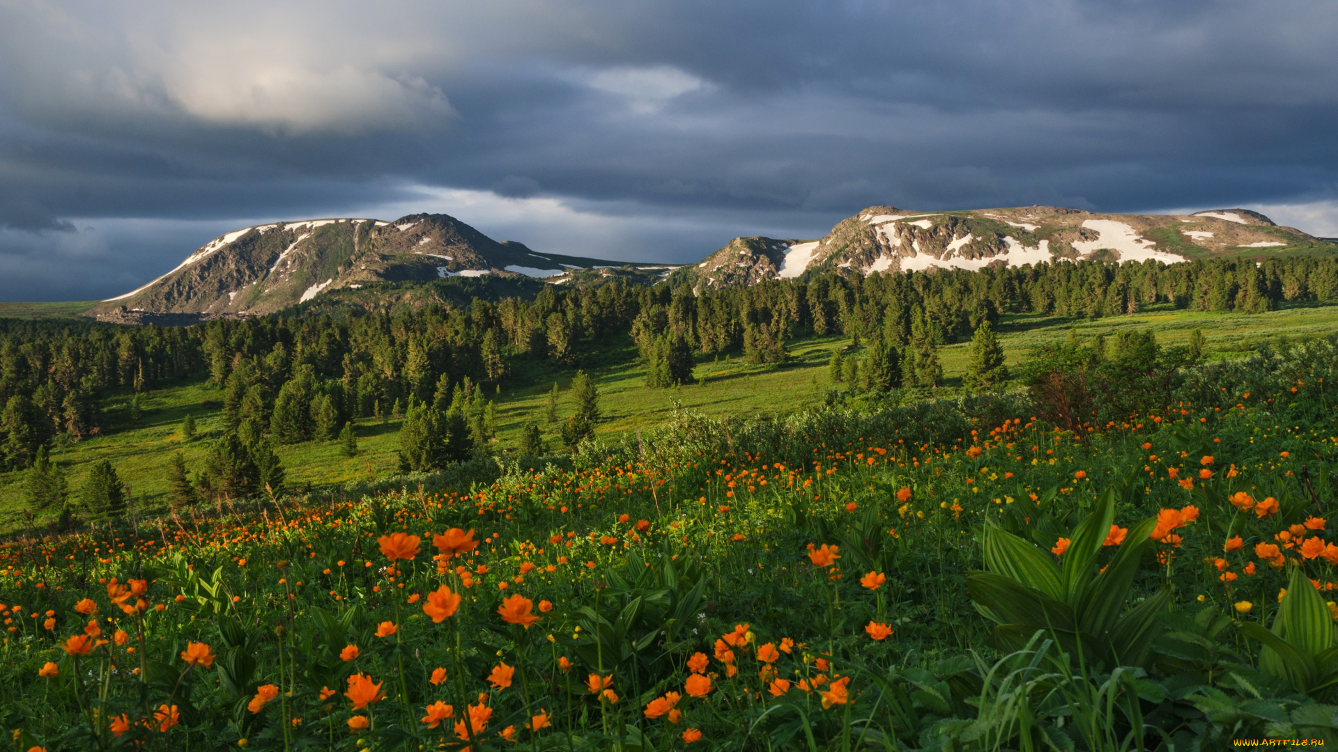 природа, луга, горный, алтай, россия, сибирь, горы, леса, трава, цвeты