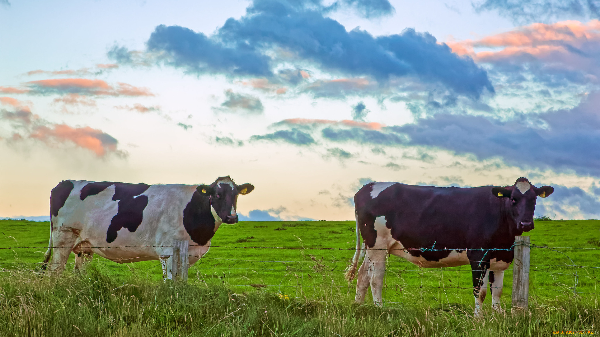 животные, коровы, , буйволы