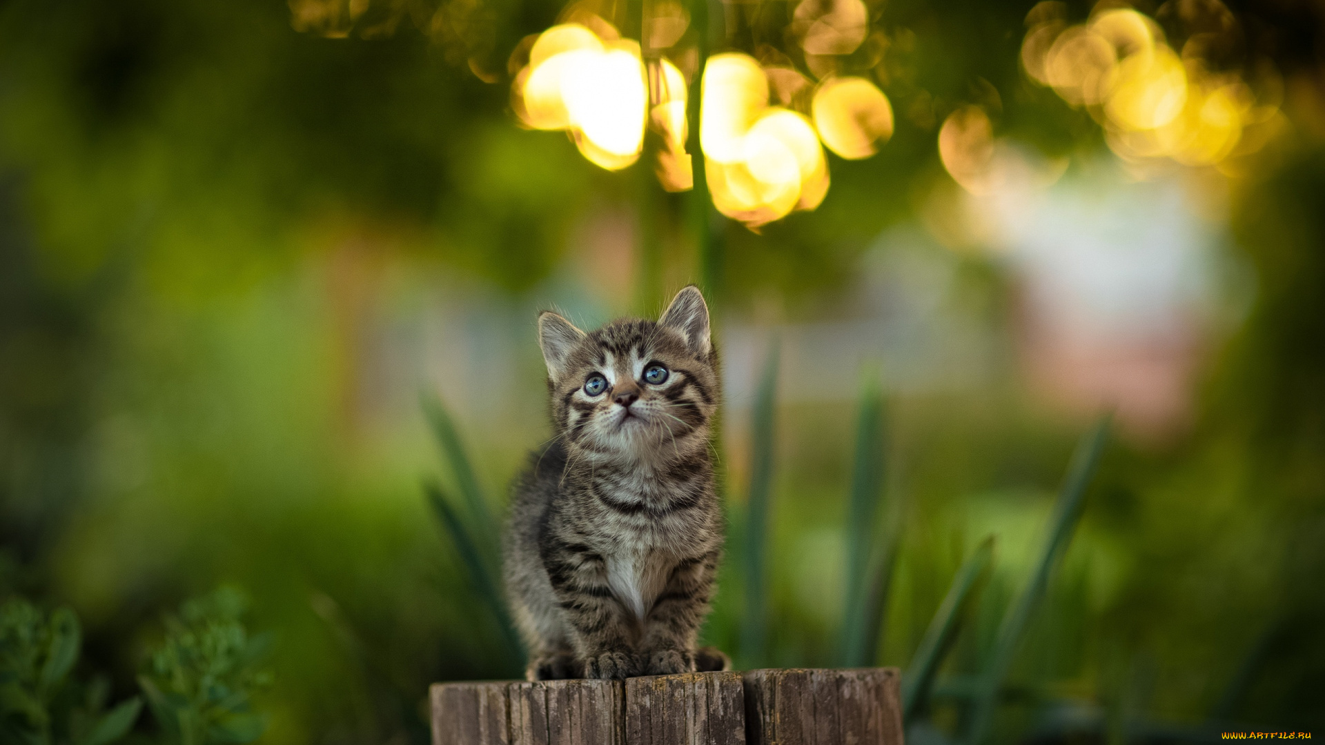 животные, коты, кот, кошка