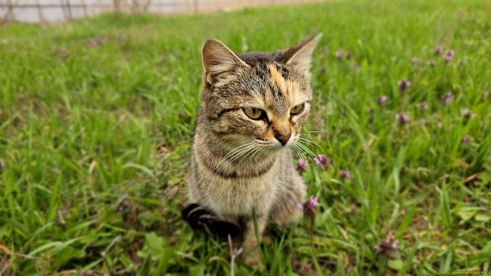 животные, коты, кот, кошка