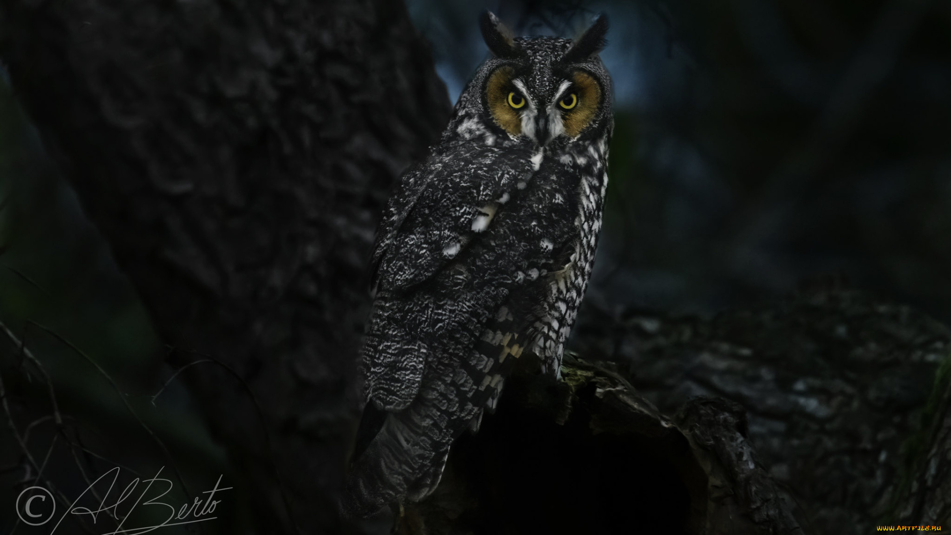 животные, совы, птица