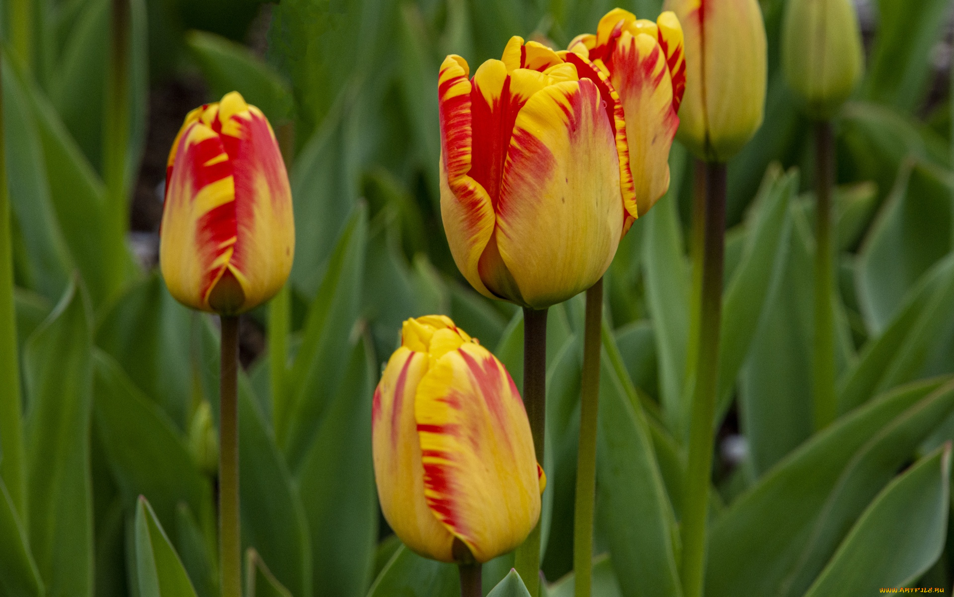 цветы, тюльпаны, пестрые, бутоны