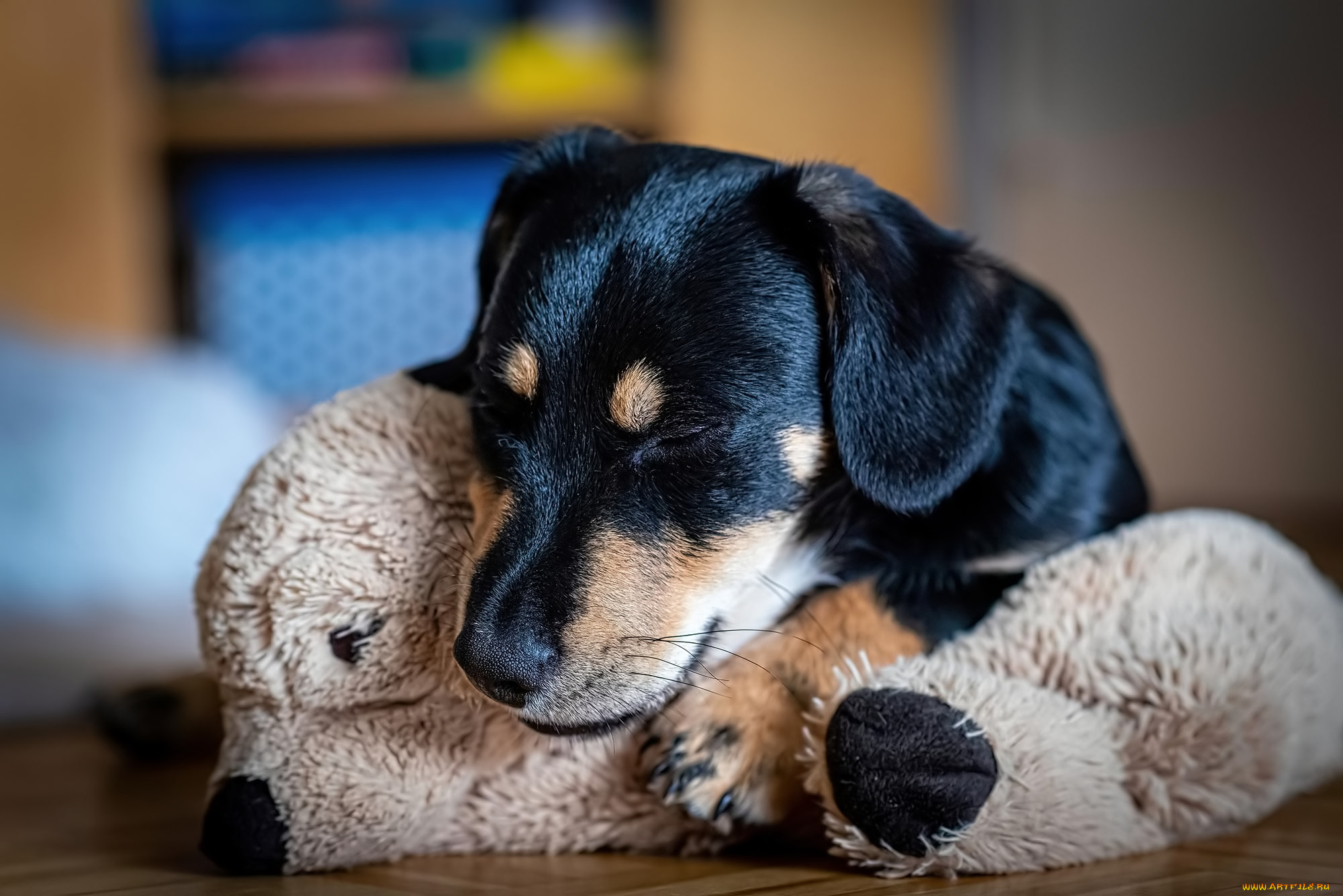 животные, собаки, собака