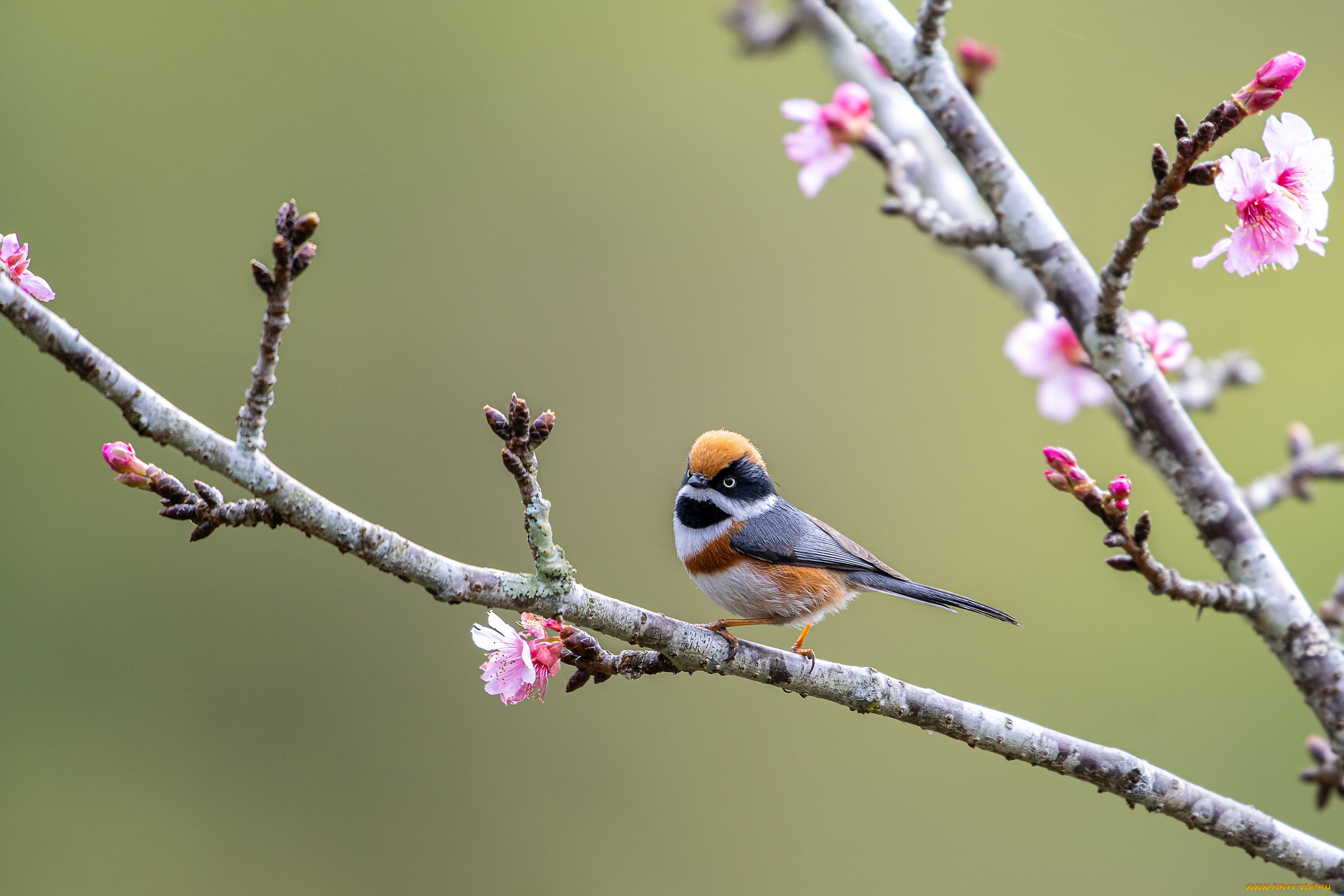 животные, птицы, птица