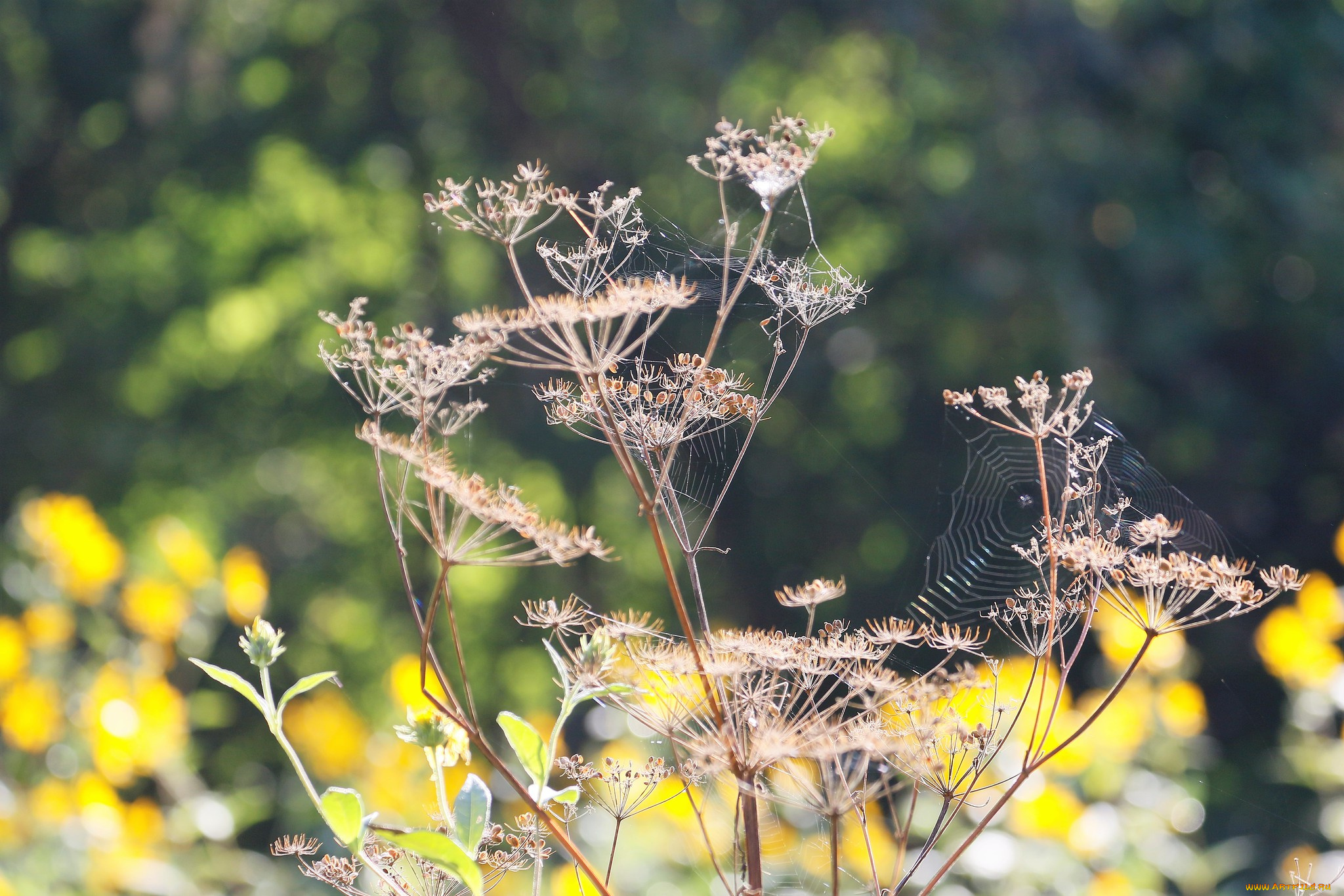 природа, макро, сухие, растения