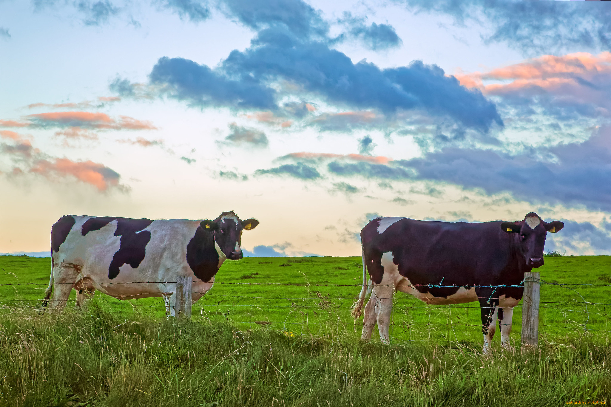 животные, коровы, , буйволы