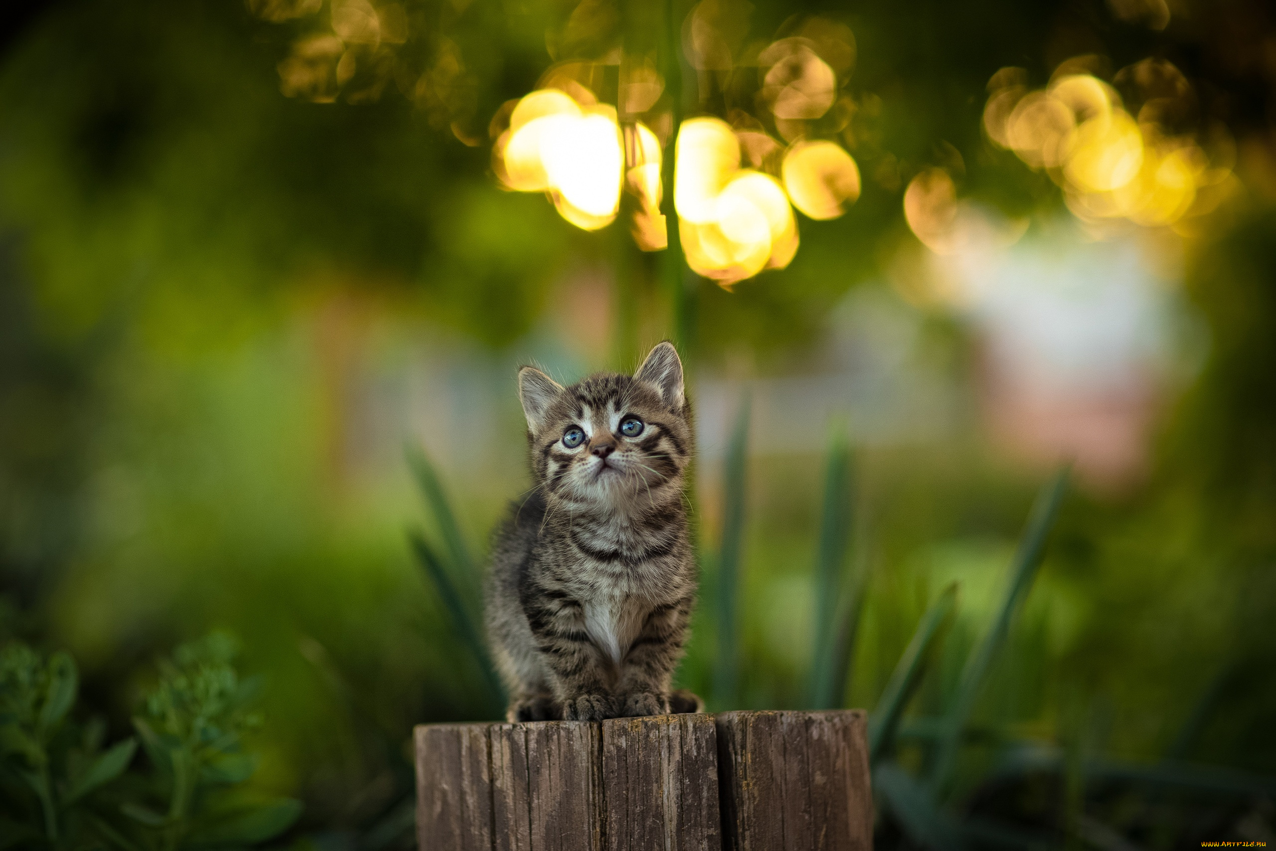 животные, коты, кот, кошка