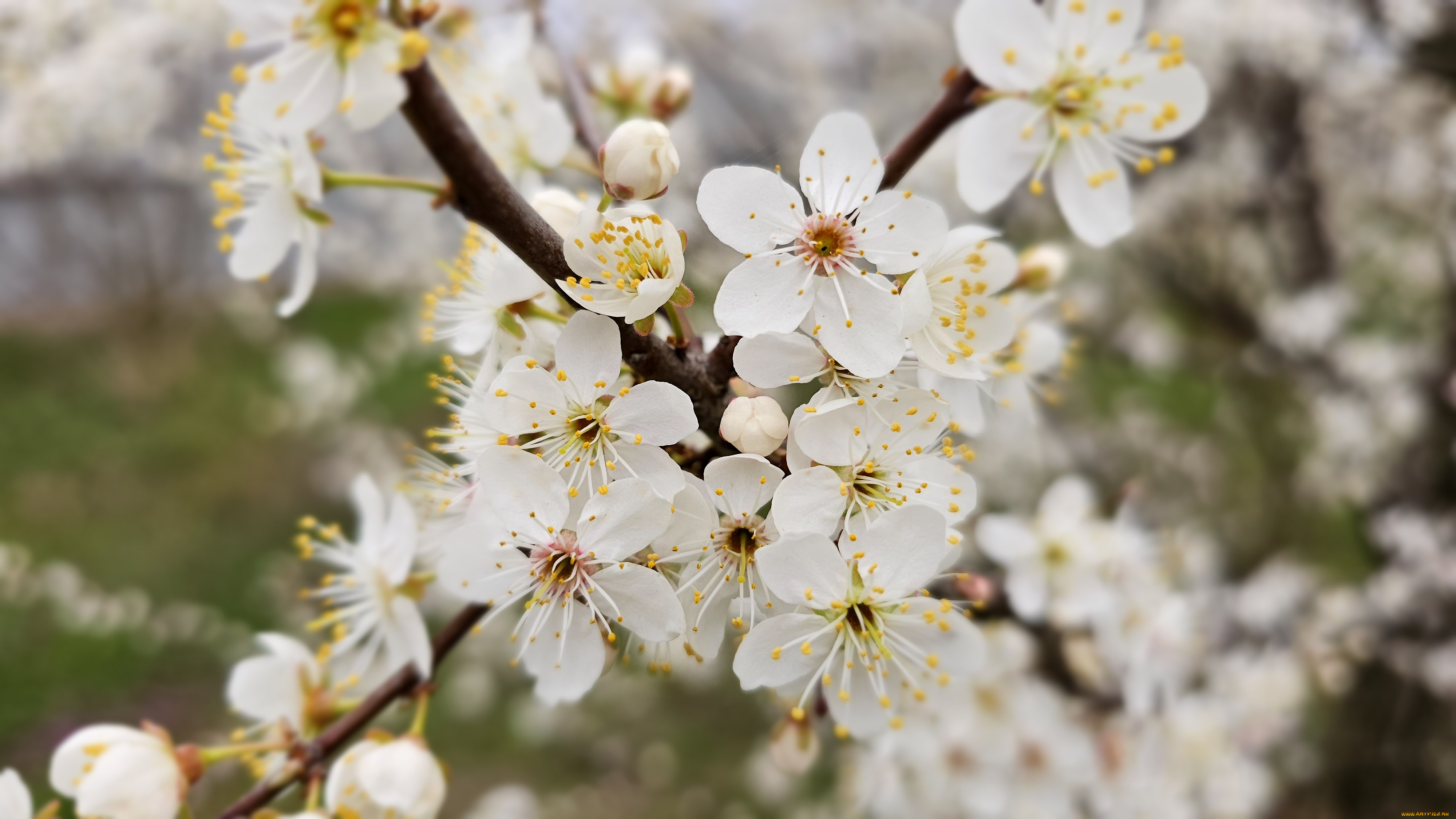 цветы, цветущие, деревья, , , кустарники, весна, 2024
