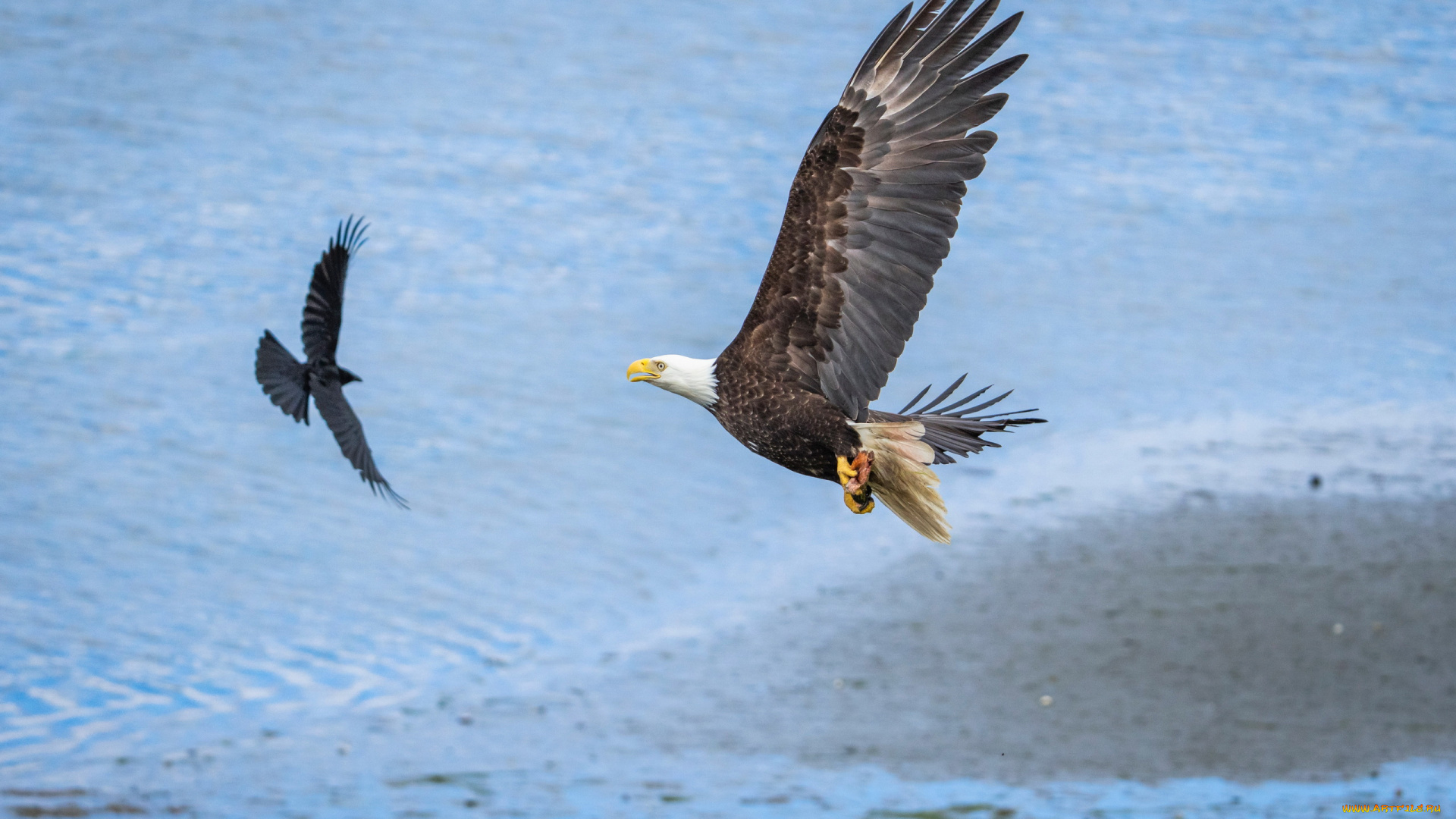 american, bald, eagle, животные, птицы, -, хищники, american, bald, eagle