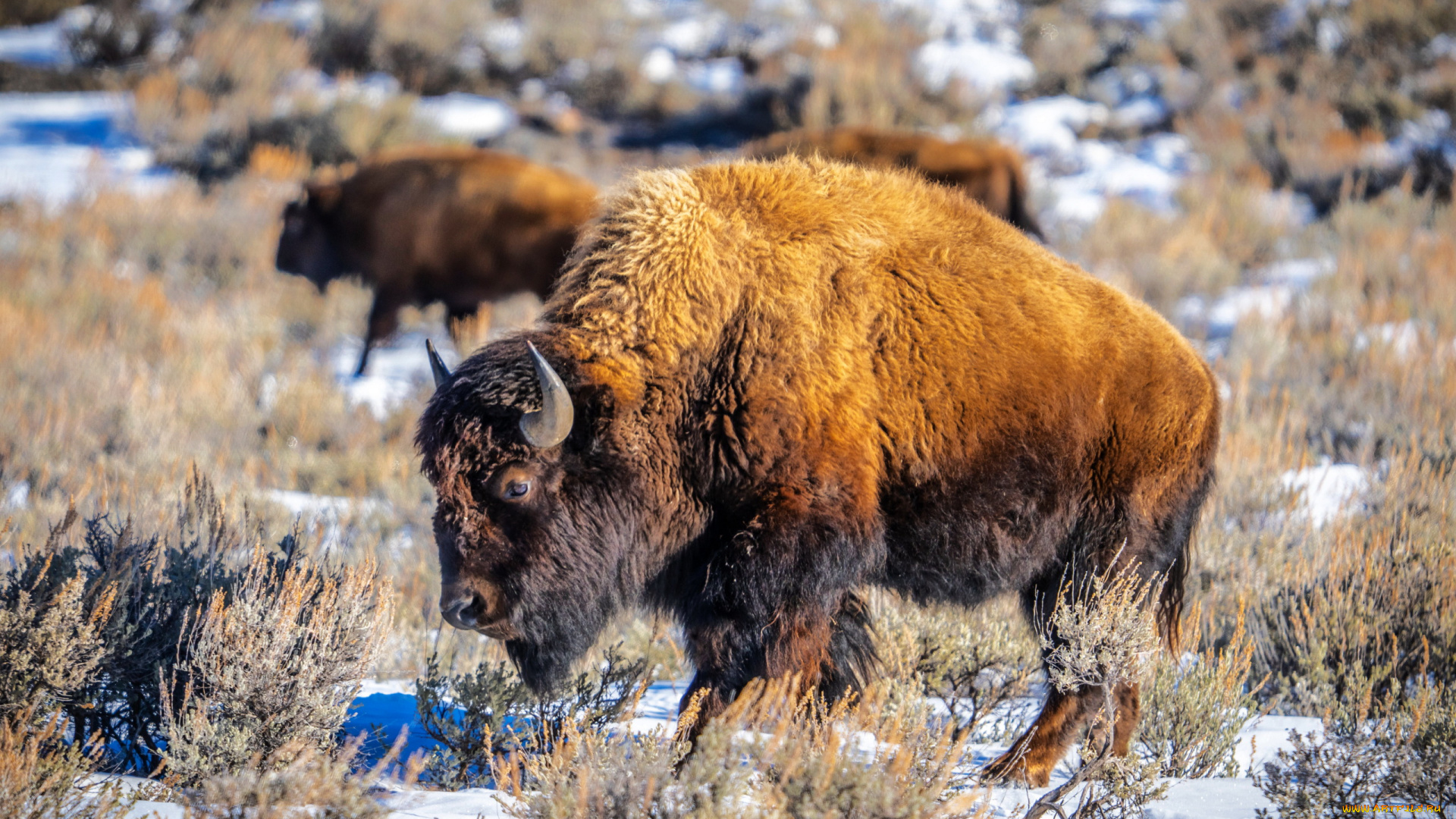 bison, in, yellowstone, np, montana, животные, зубры, , бизоны, bison, in, yellowstone, np