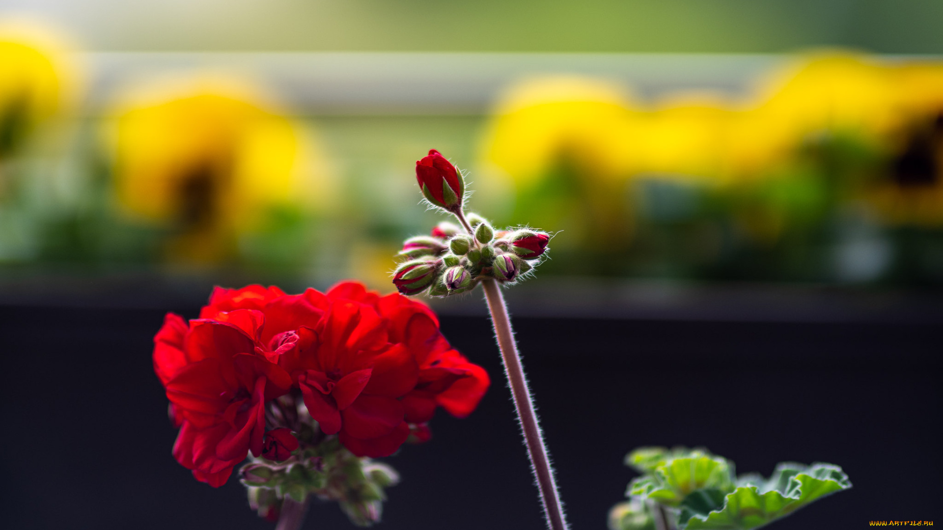 цветы, герань