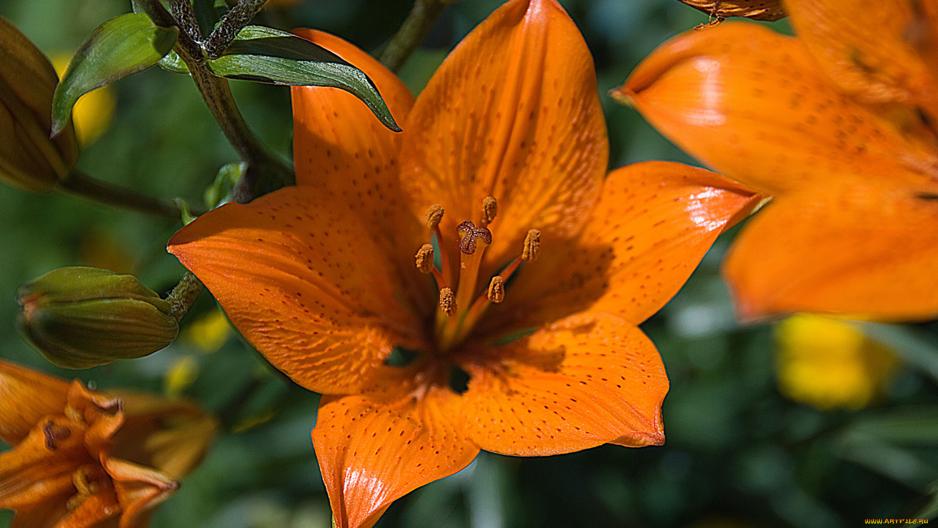 цветы, лилии, , лилейники