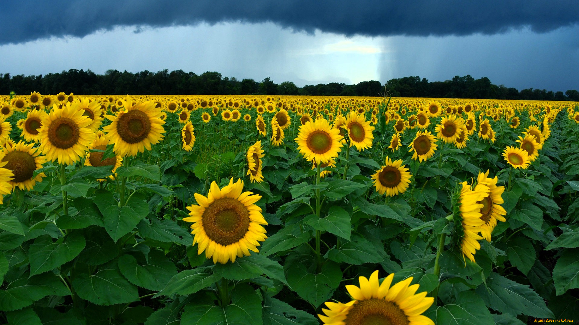 цветы, подсолнухи, поле, тучи
