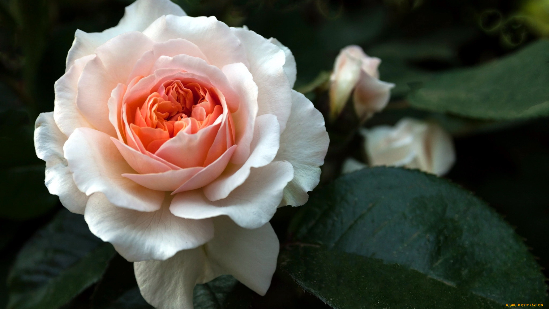 цветы, розы, листья, роза, макро