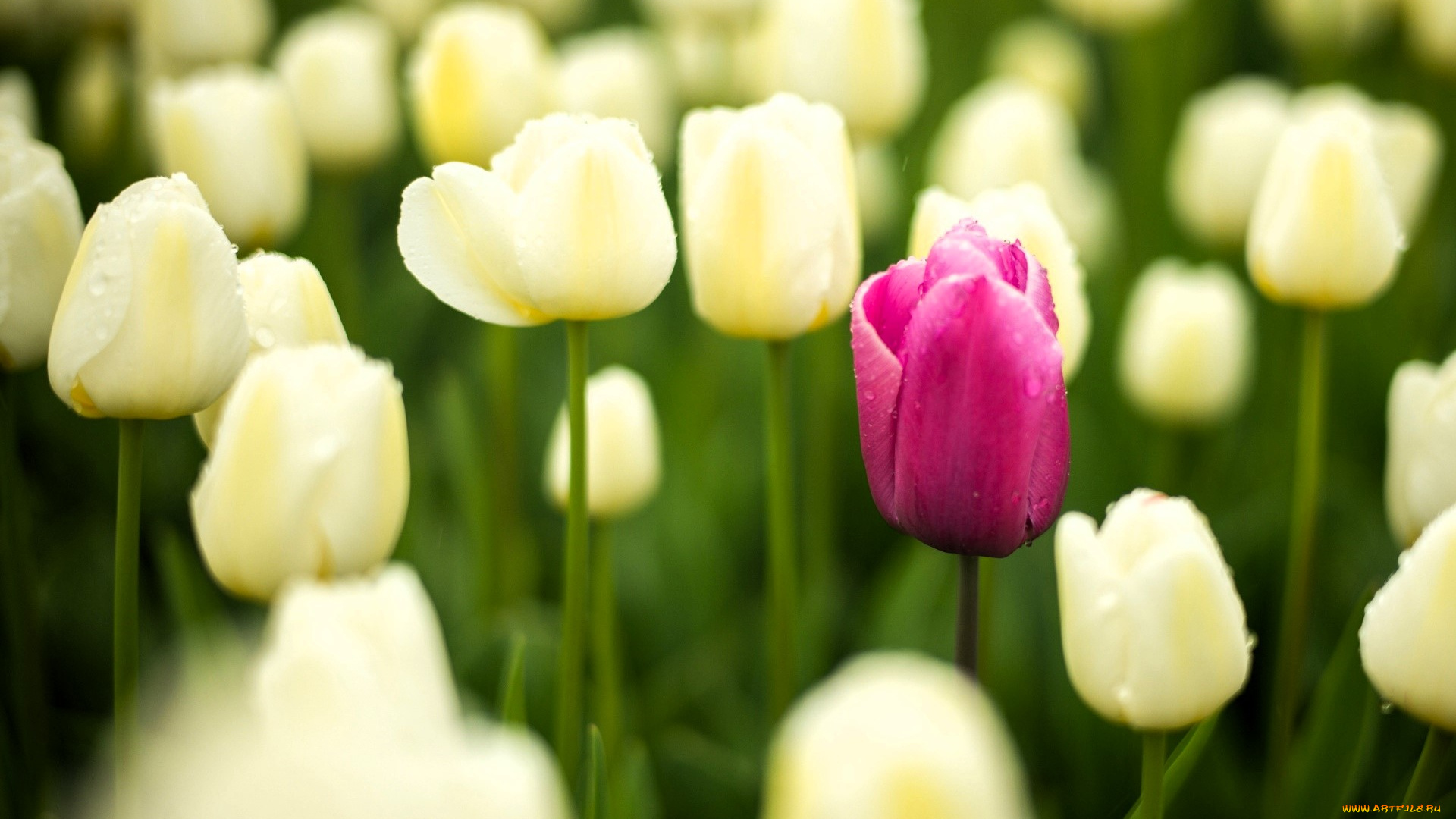 цветы, тюльпаны, белые, поле