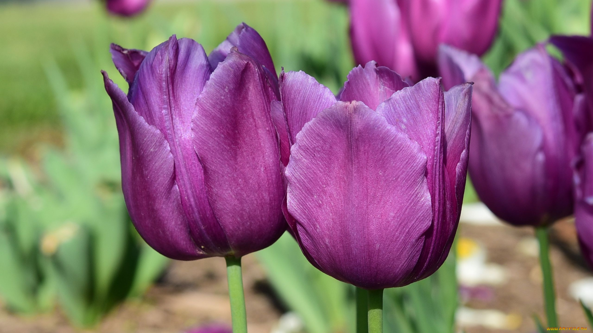 цветы, тюльпаны, лиловые, бутоны
