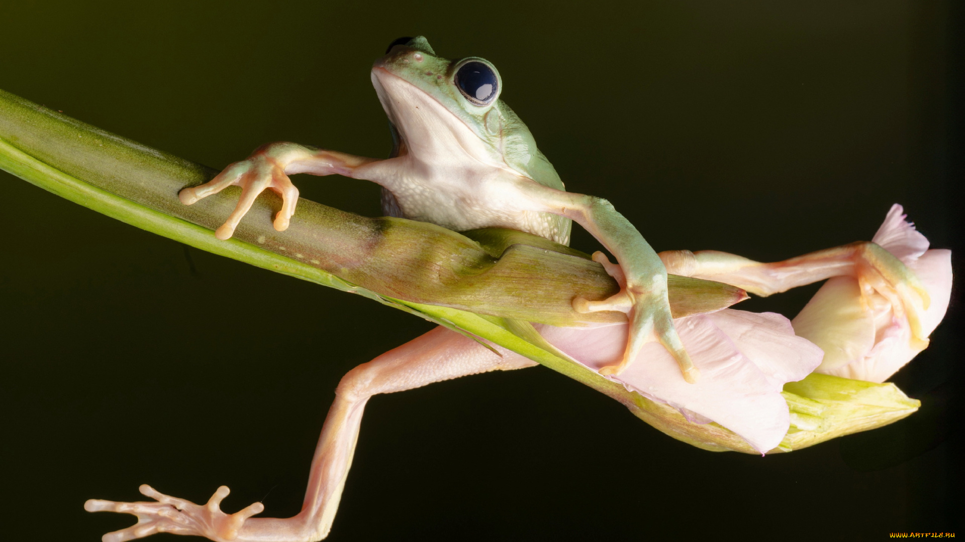 mexican, walking, leaf, frog, животные, лягушки, mexican, walking, leaf, frog