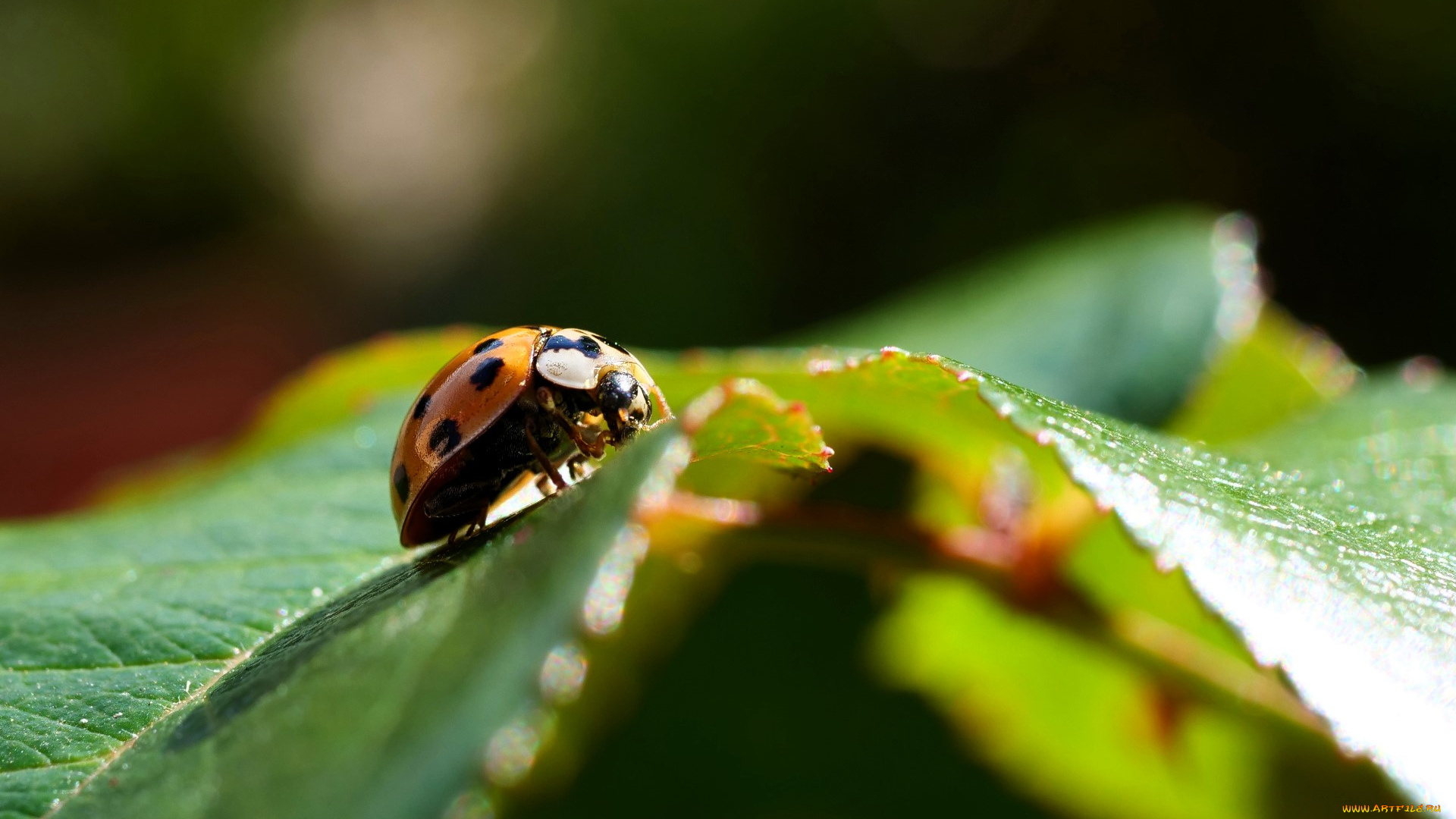 животные, божьи, коровки, божья, коровка, листья