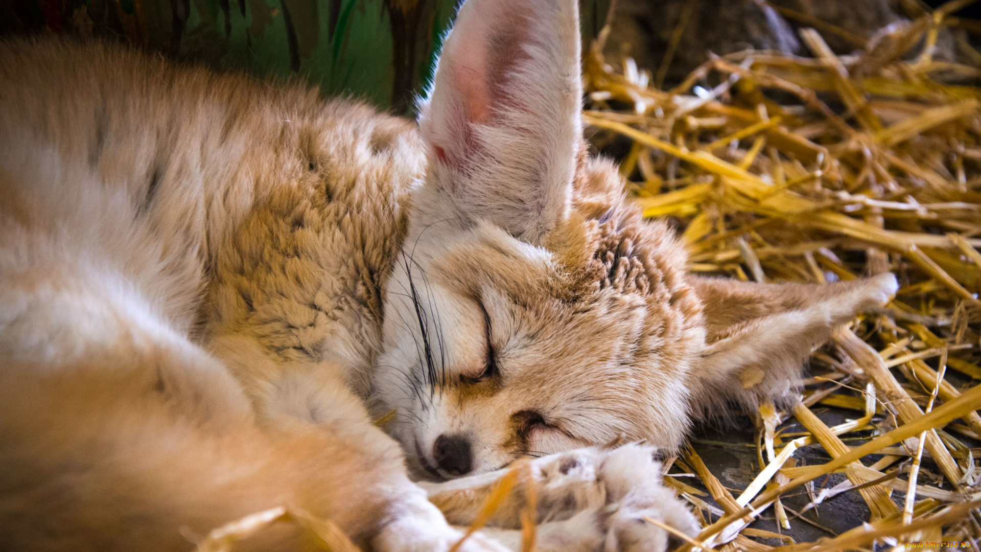 животные, фенеки, лиса