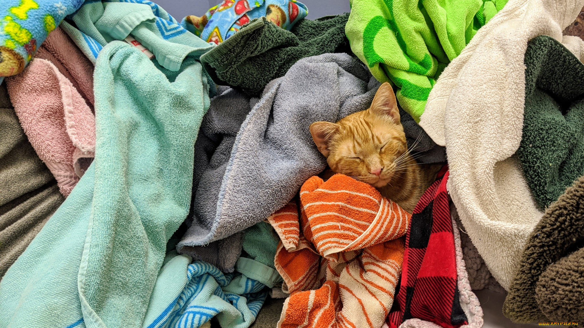 животные, коты, кот, кошка