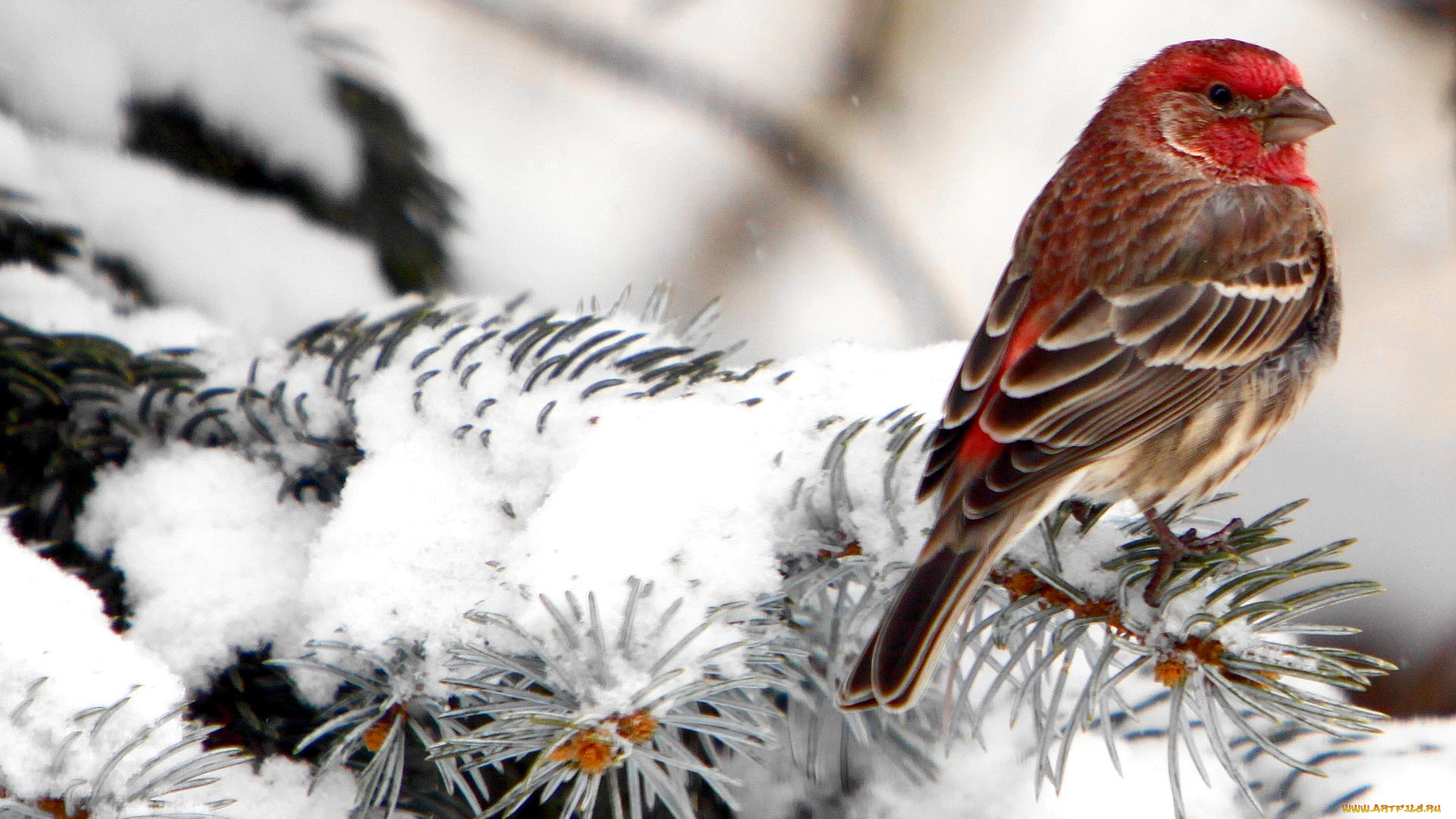 животные, птицы, щур, птица, ветки, зима, снег