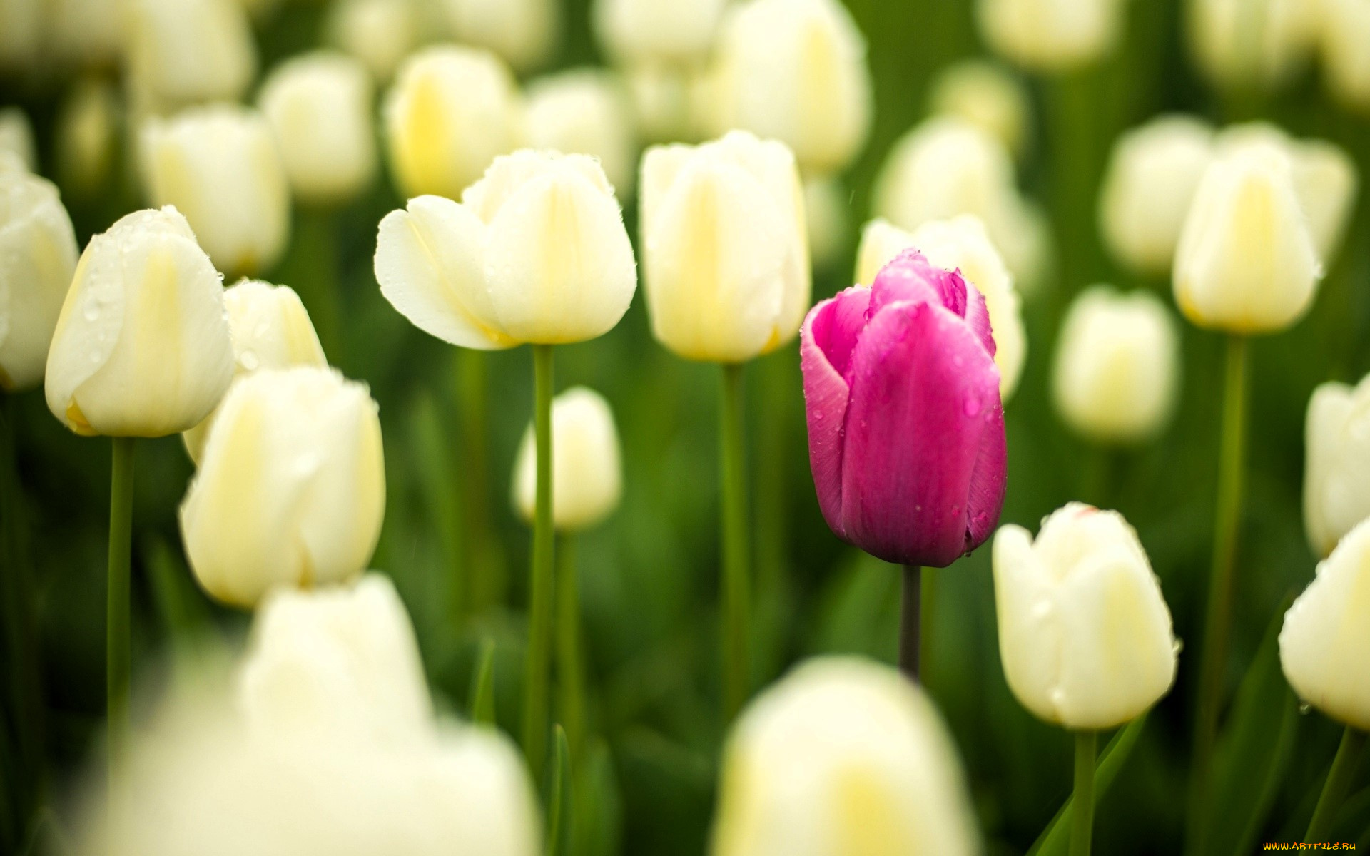 цветы, тюльпаны, белые, поле