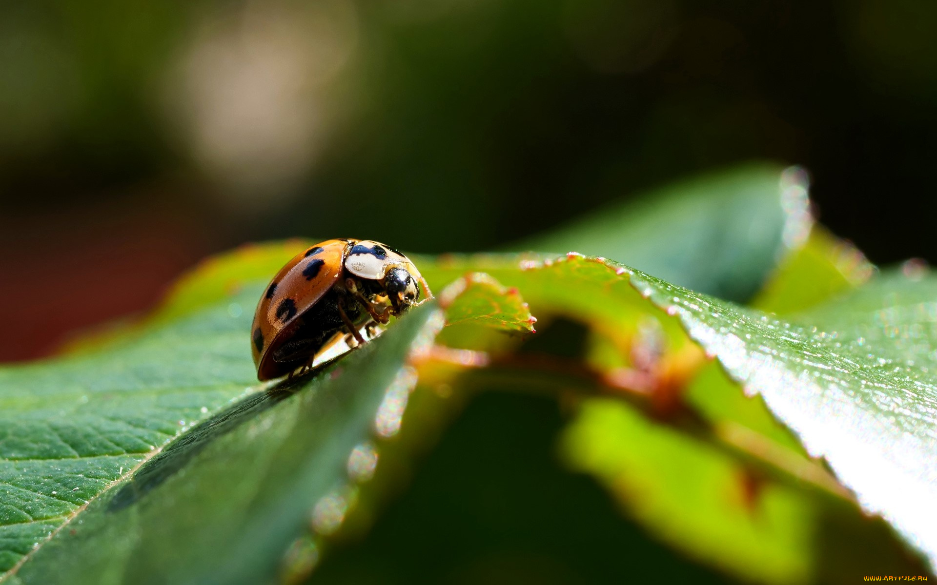 животные, божьи, коровки, божья, коровка, листья