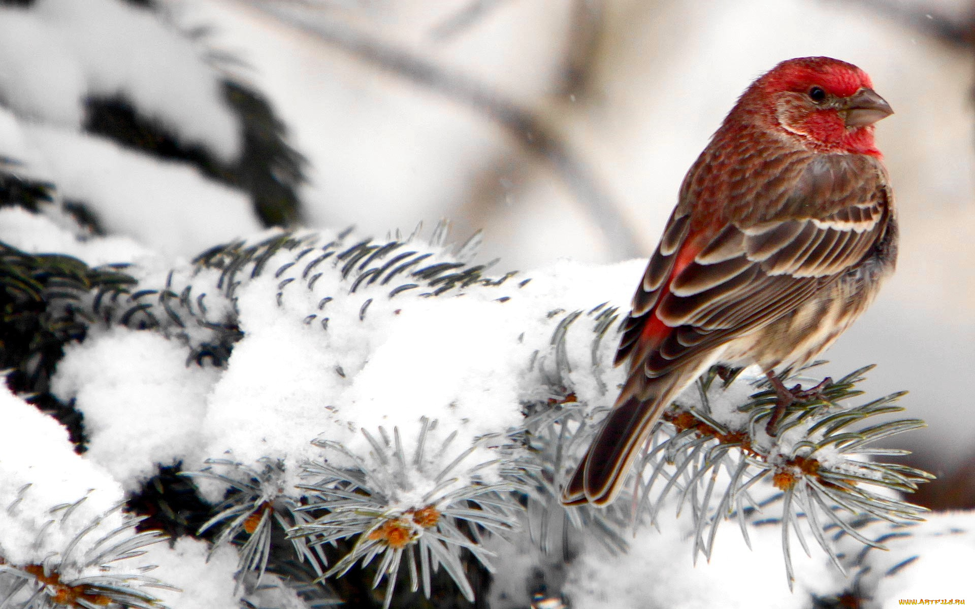 животные, птицы, щур, птица, ветки, зима, снег