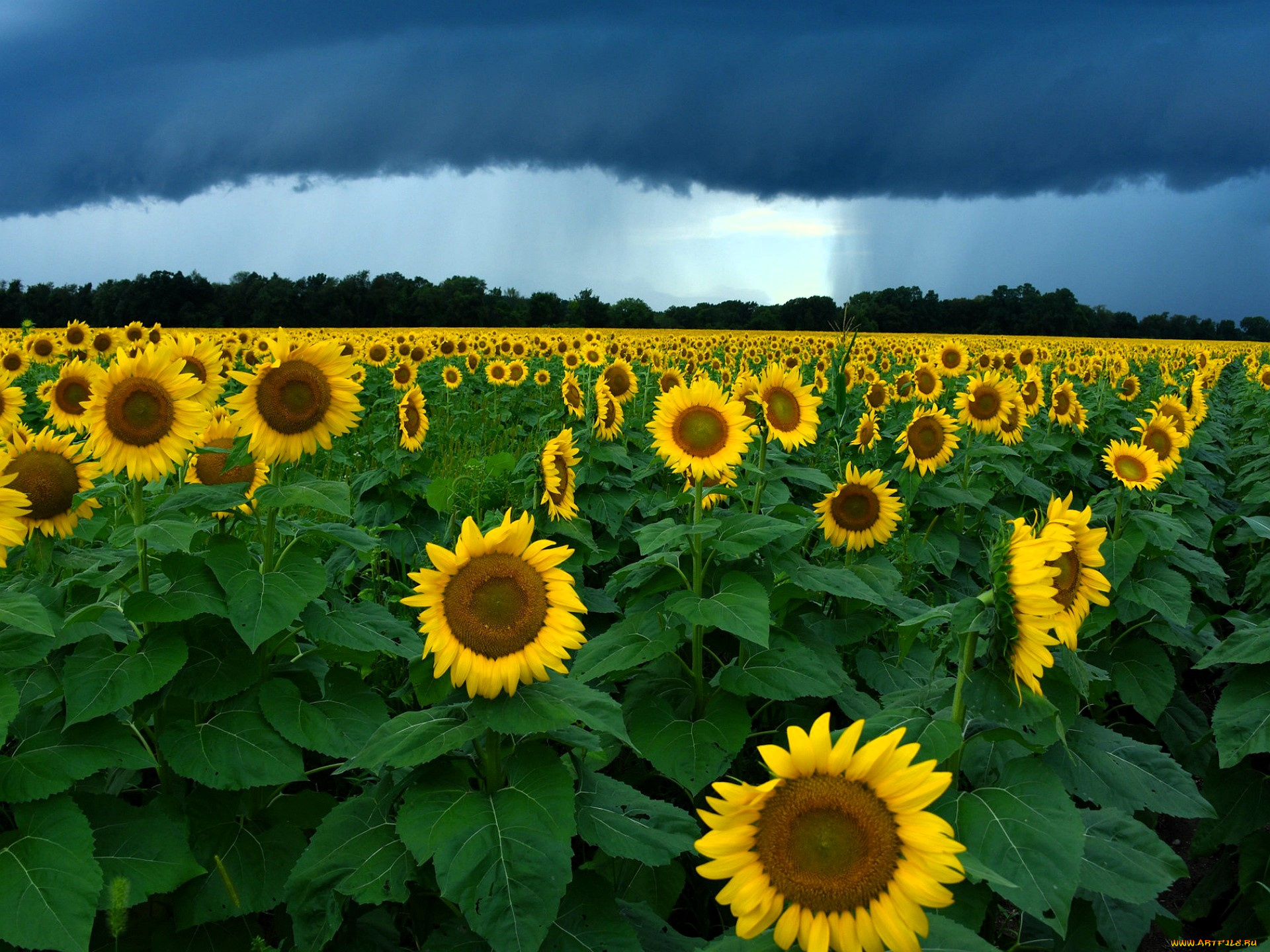цветы, подсолнухи, поле, тучи