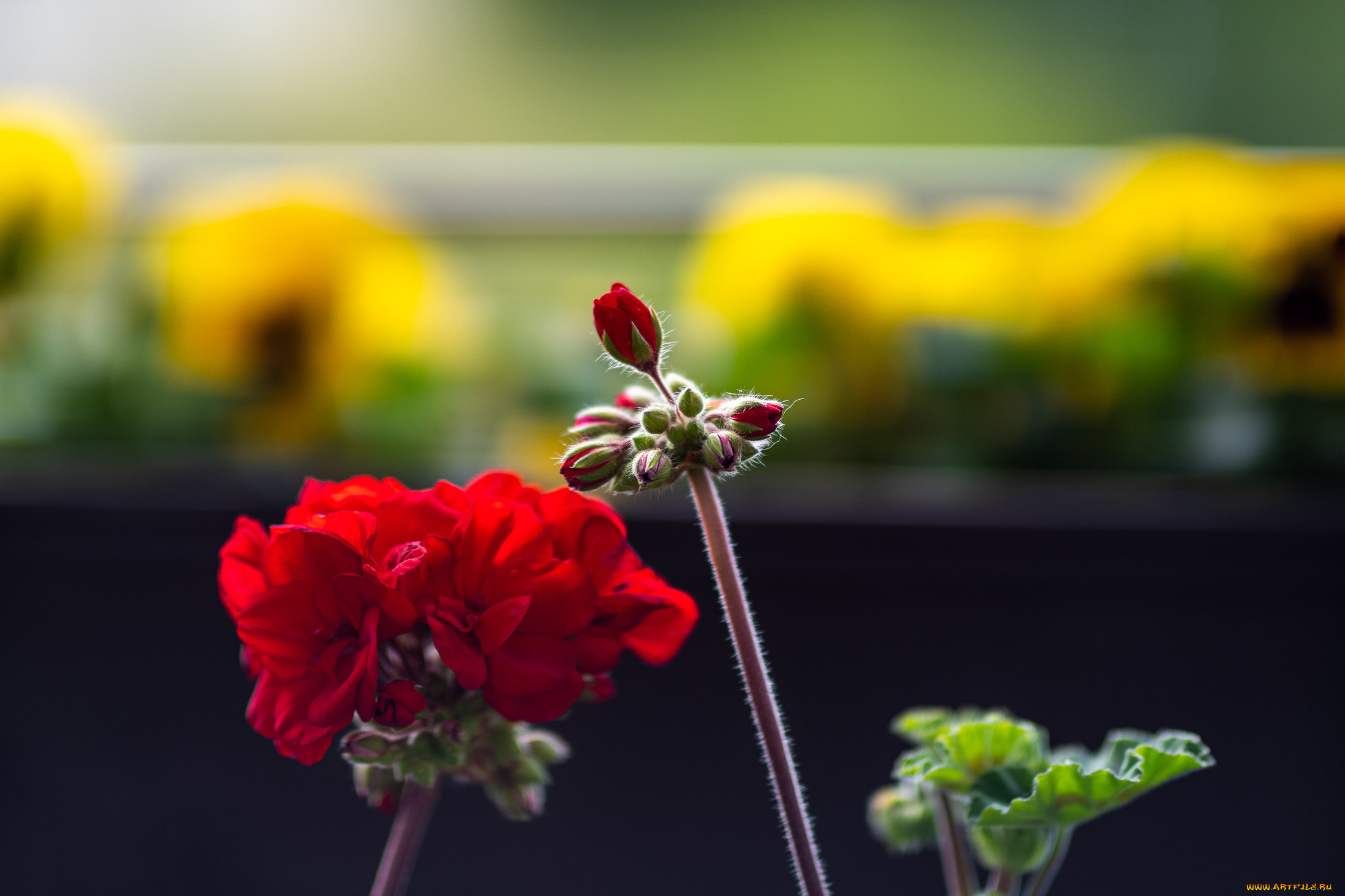 цветы, герань