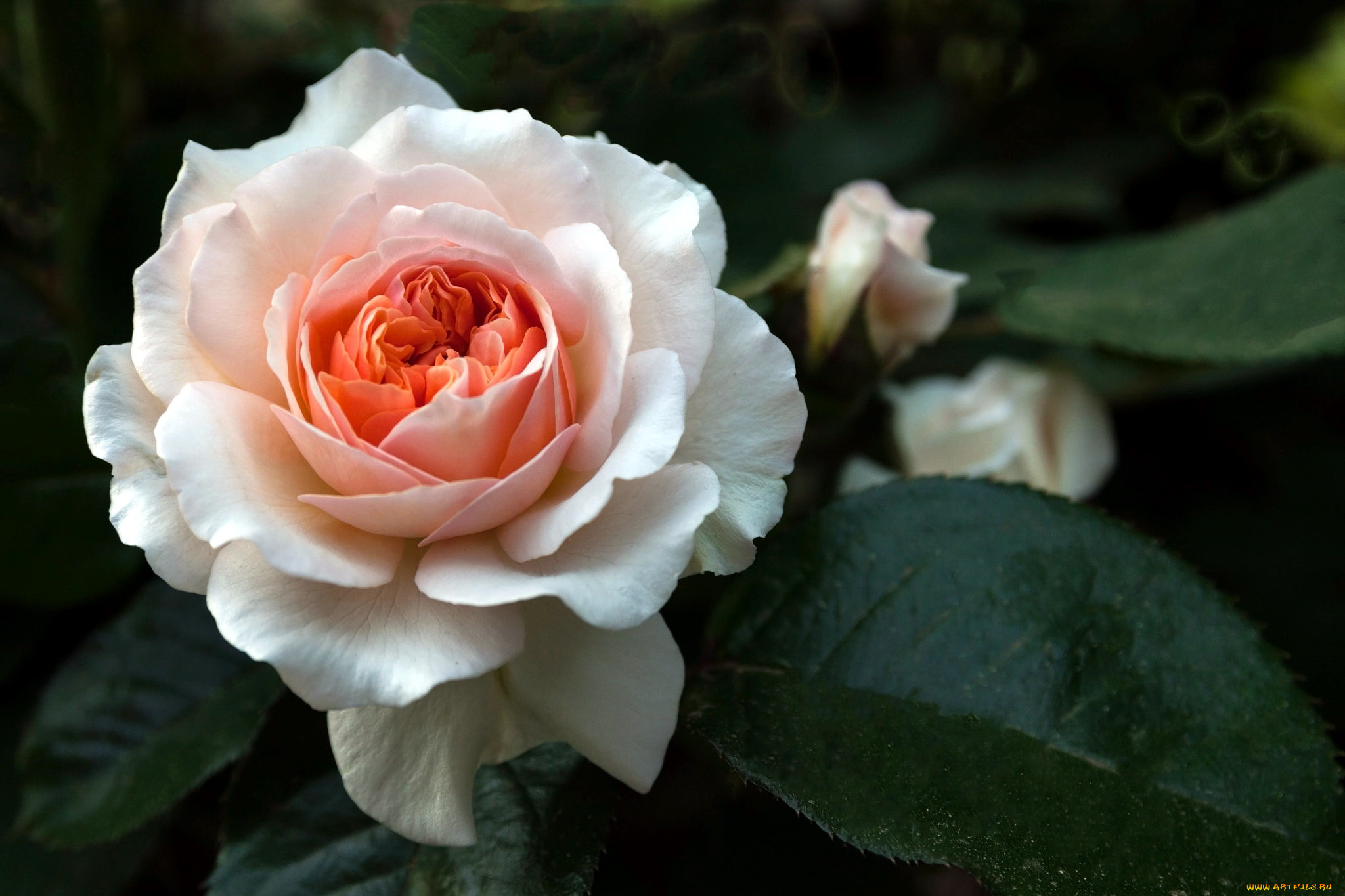 цветы, розы, листья, роза, макро