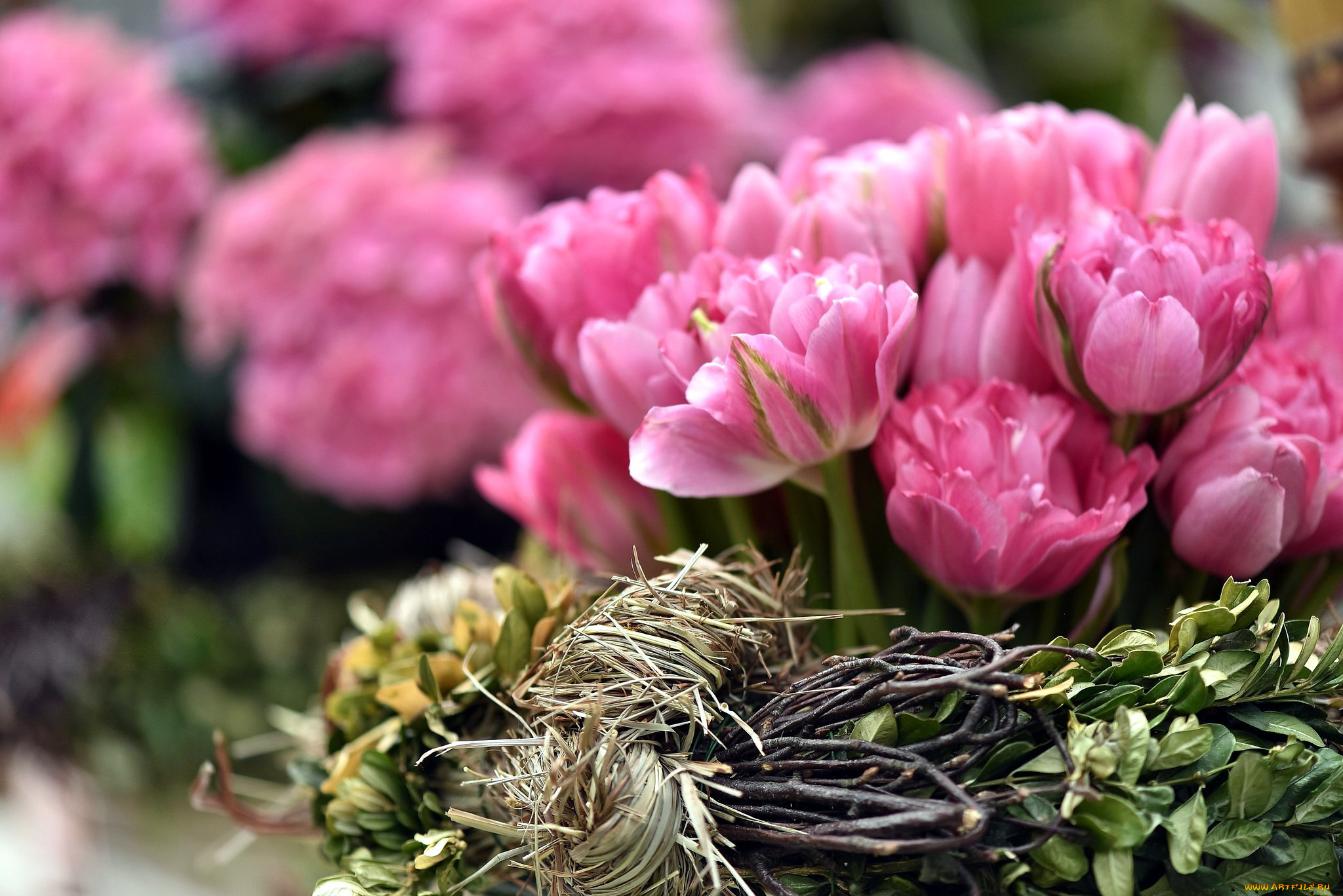 цветы, тюльпаны, розовые