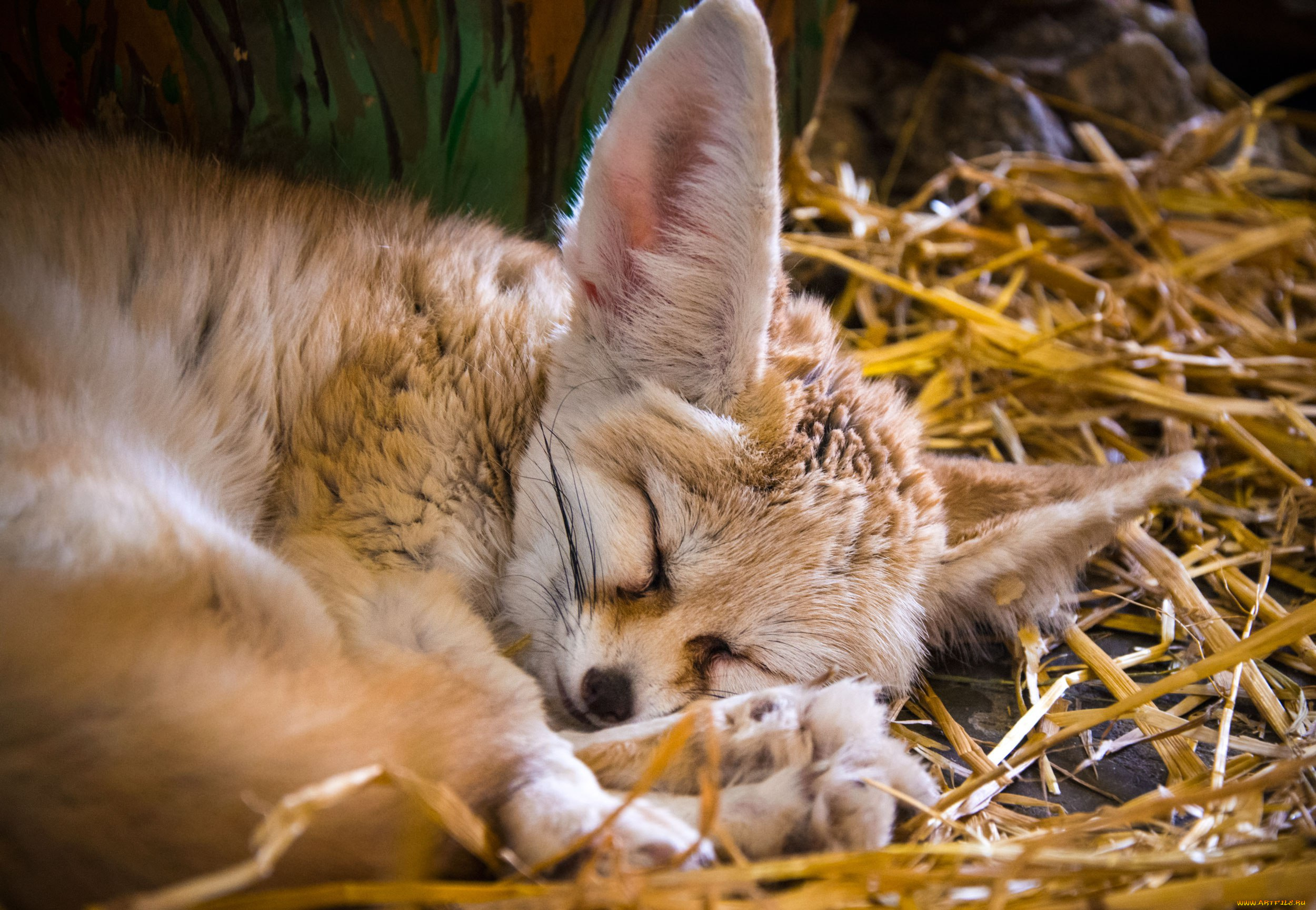 животные, фенеки, лиса