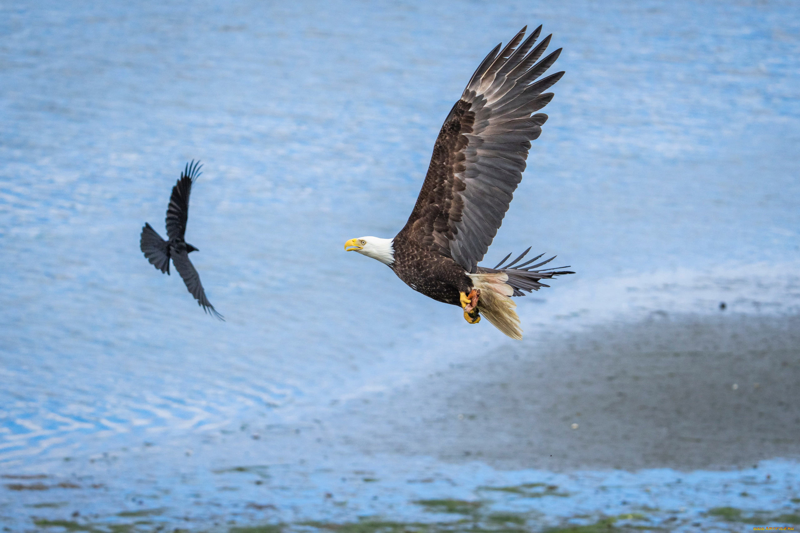 american, bald, eagle, животные, птицы, -, хищники, american, bald, eagle