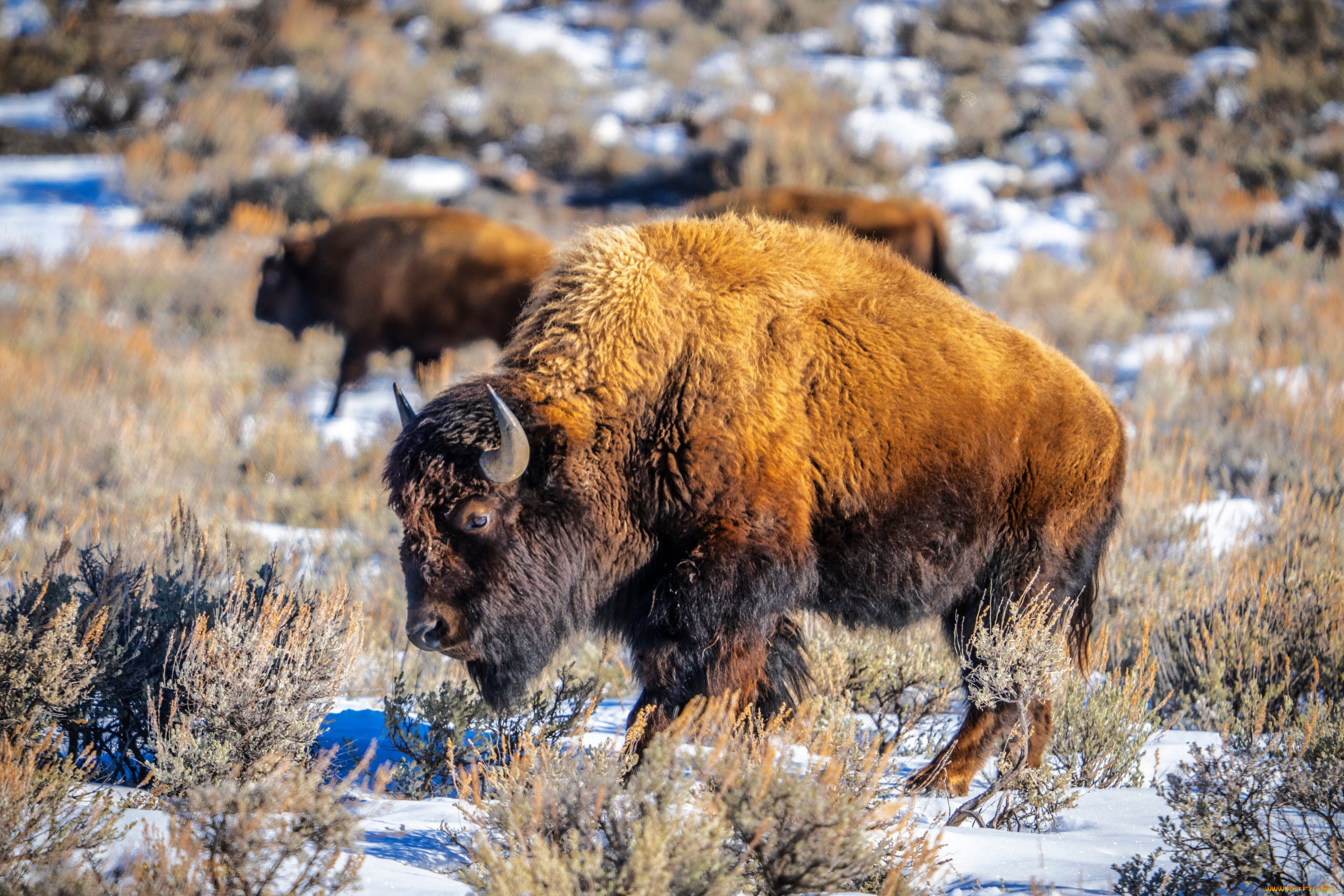 bison, in, yellowstone, np, montana, животные, зубры, , бизоны, bison, in, yellowstone, np
