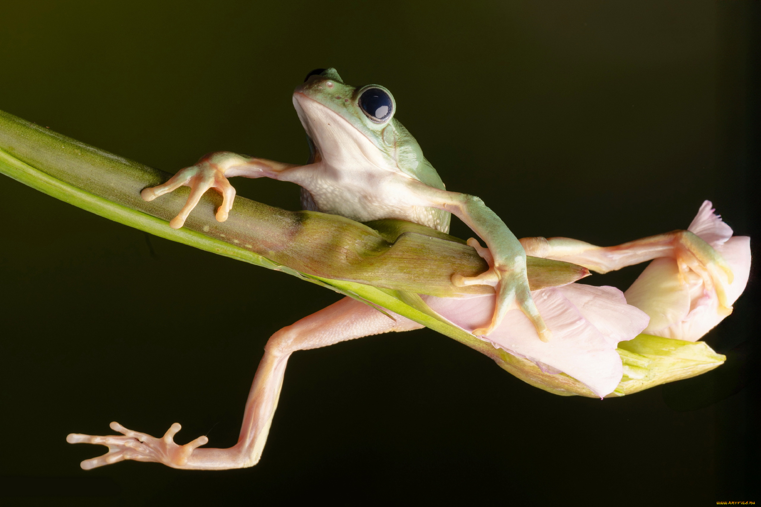 mexican, walking, leaf, frog, животные, лягушки, mexican, walking, leaf, frog