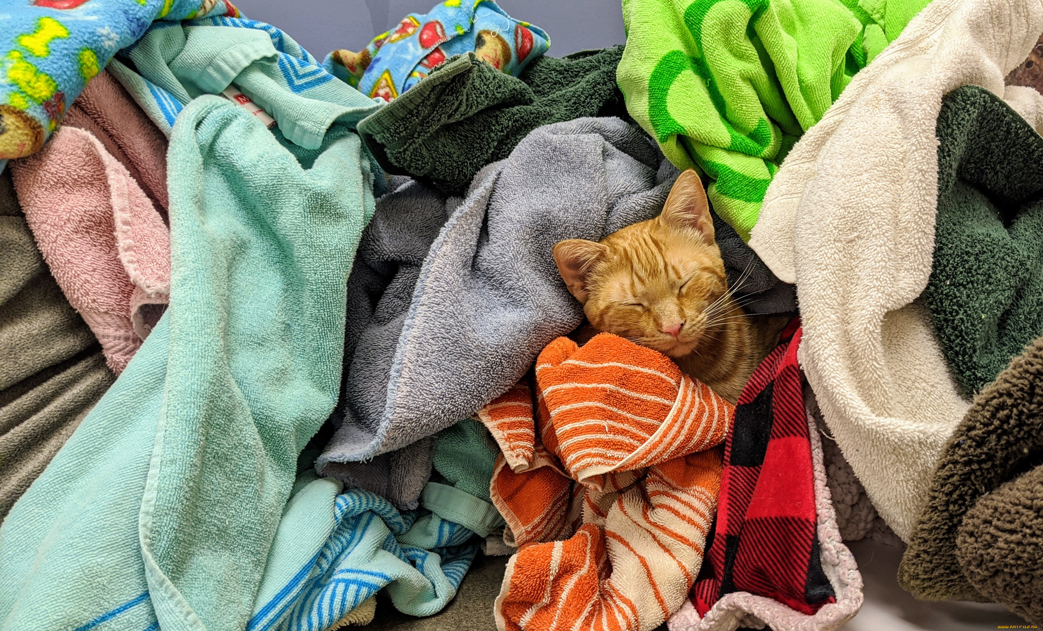 животные, коты, кот, кошка