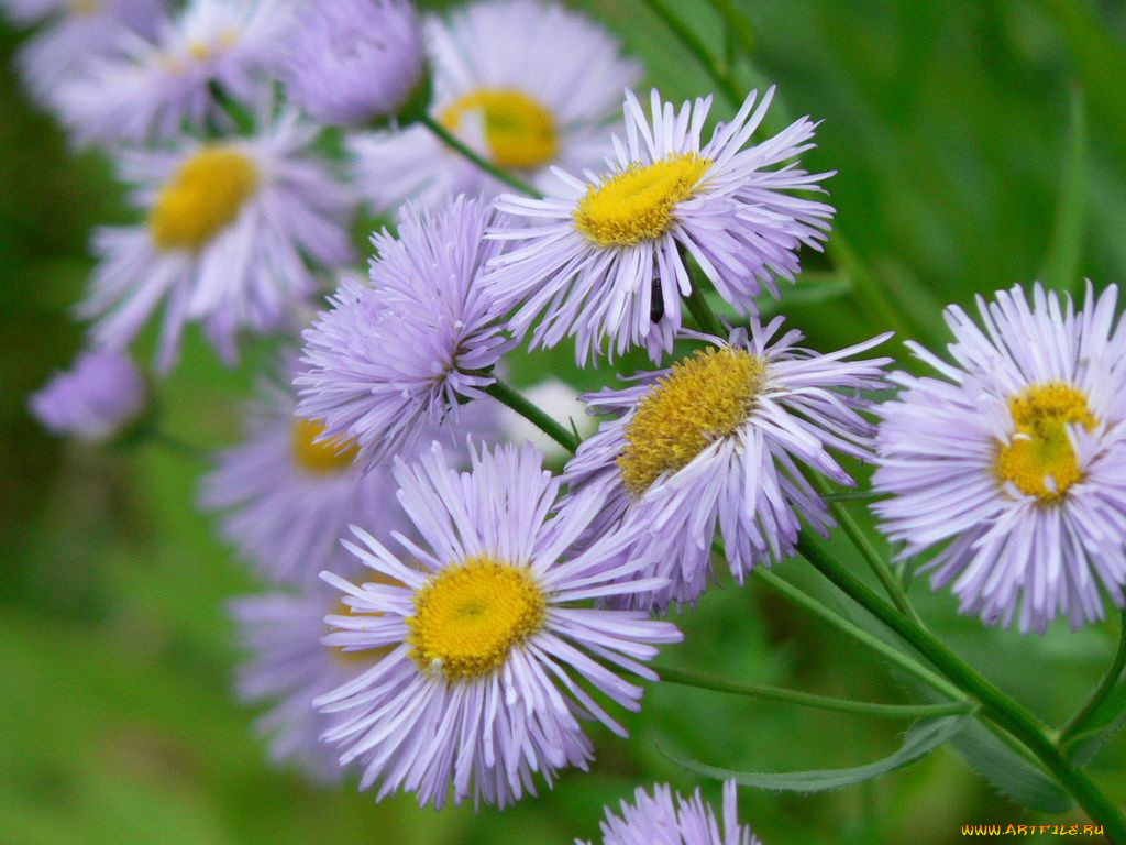 цветы, астры