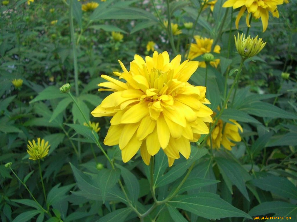 цветы, рудбекия