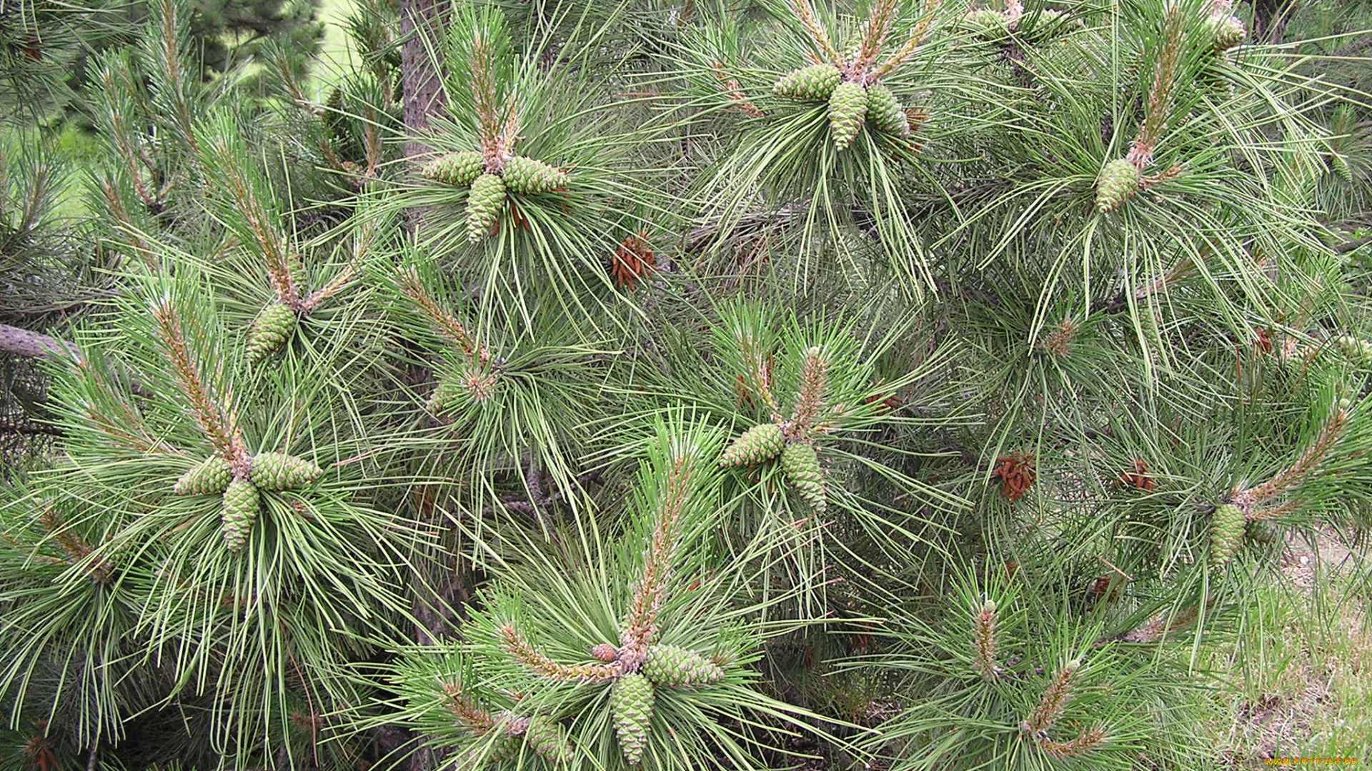 Ёлка, природа